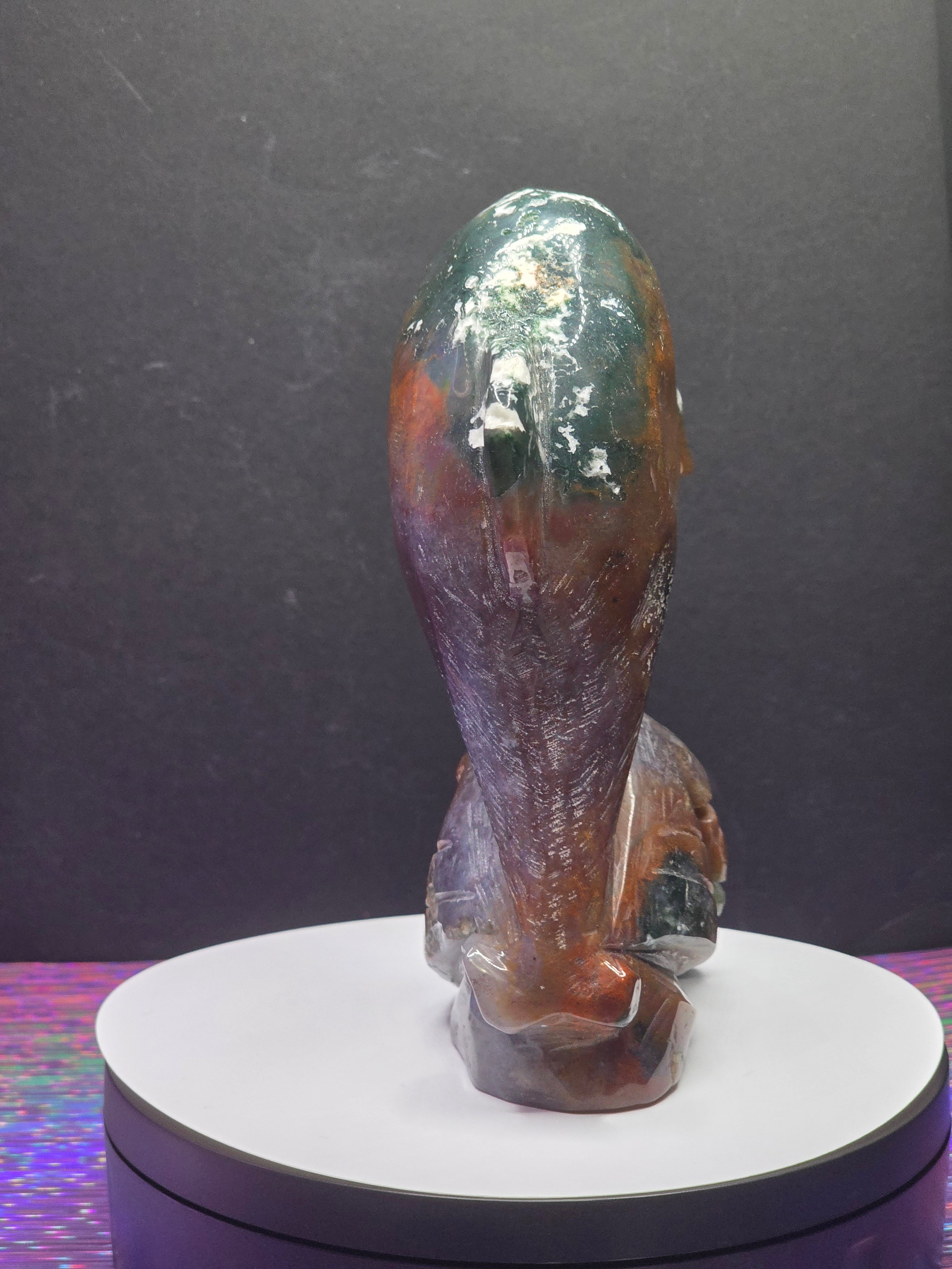 Ocean Jasper Dolphin