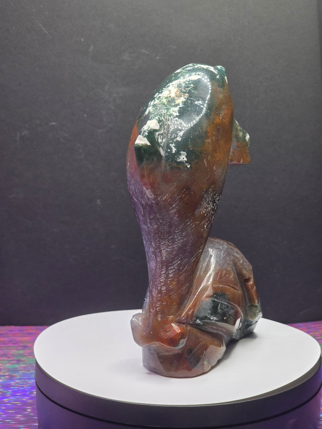 Ocean Jasper Dolphin