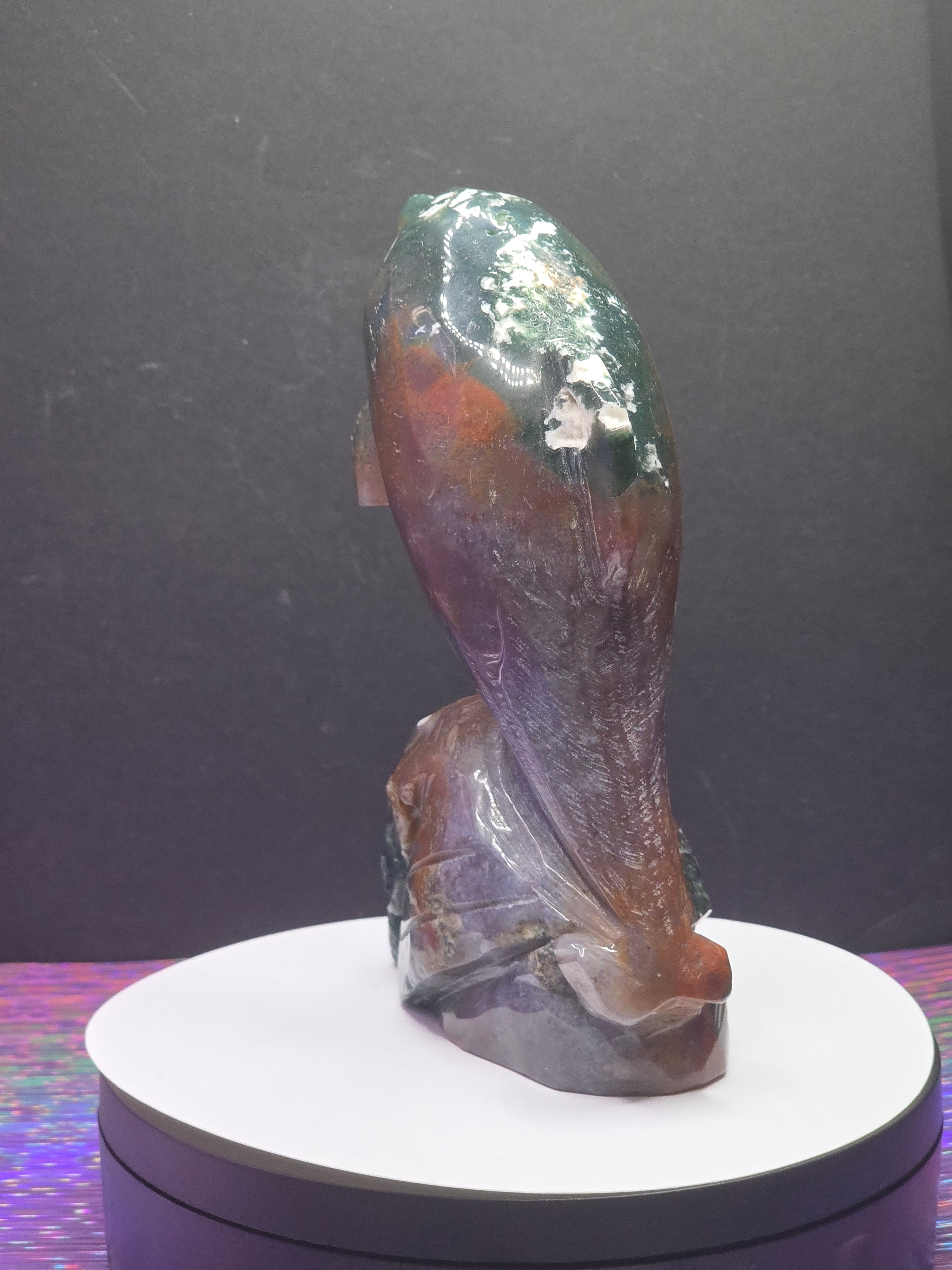Ocean Jasper Dolphin