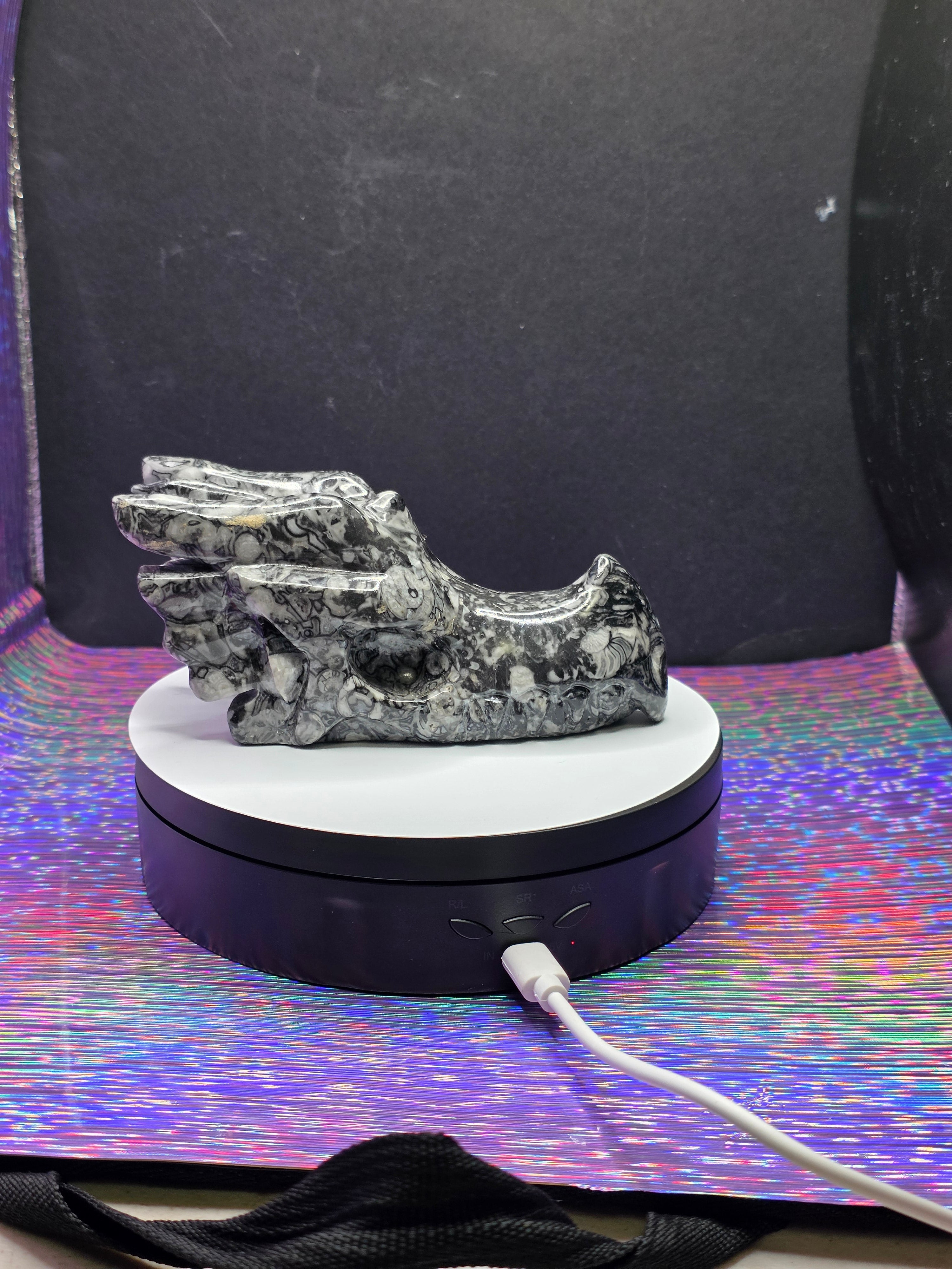 Orthoceras Dragon Head