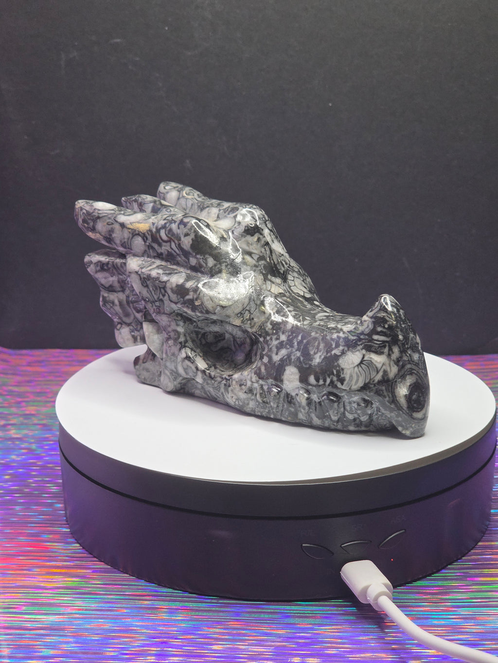Orthoceras Dragon Head
