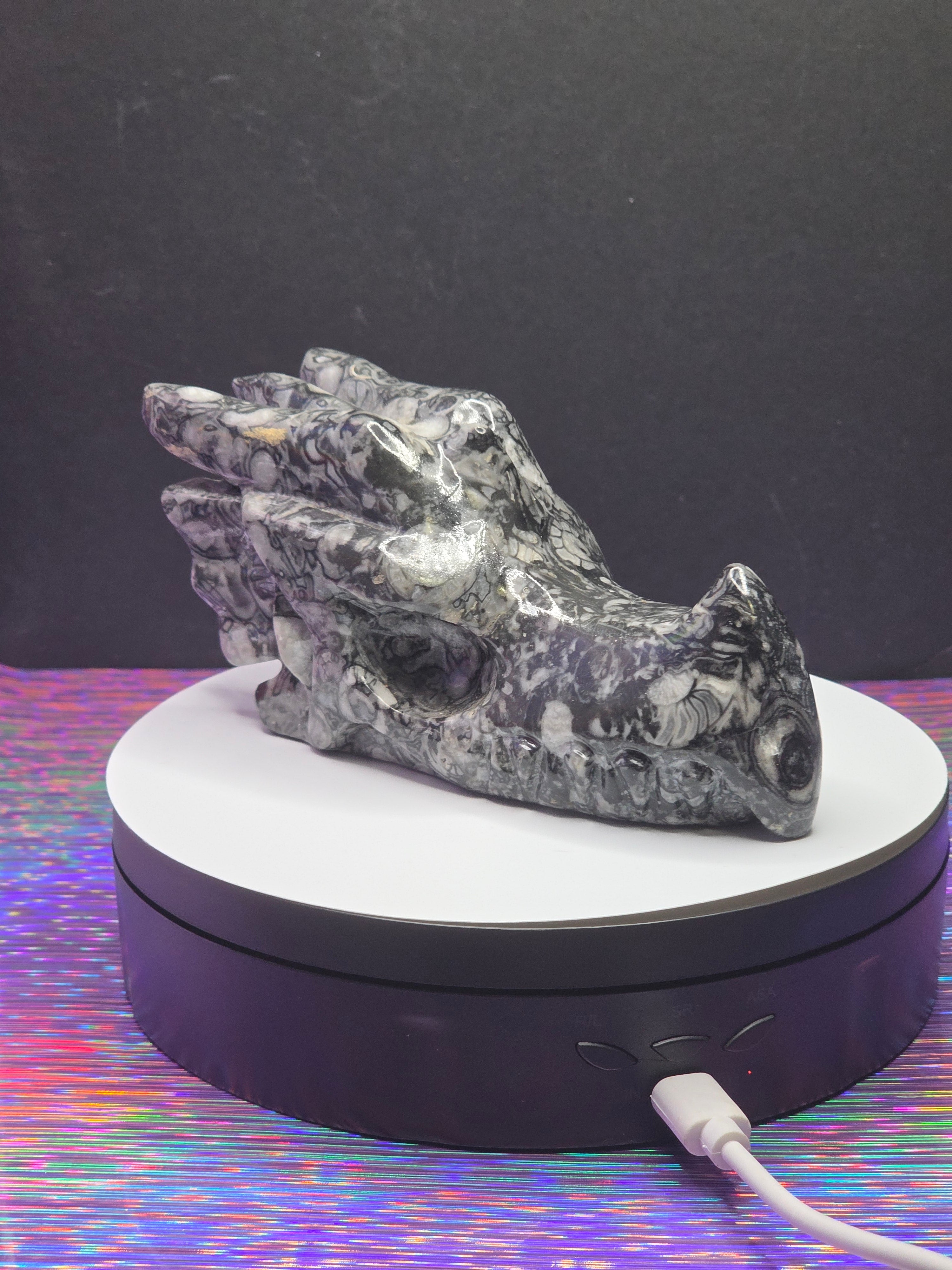 Orthoceras Dragon Head
