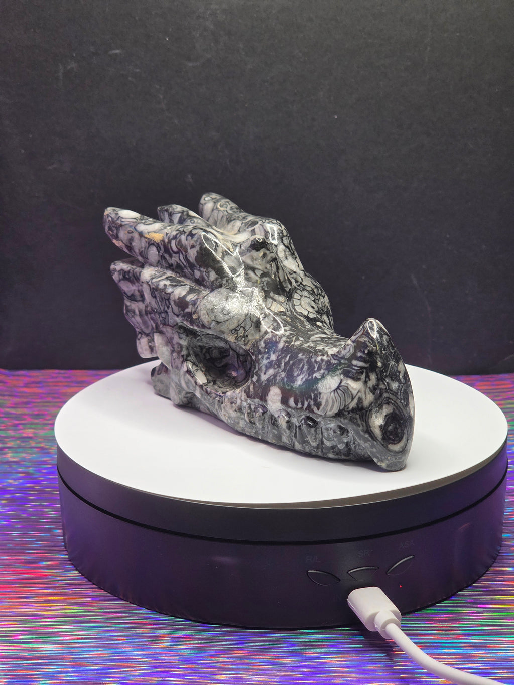 Orthoceras Dragon Head