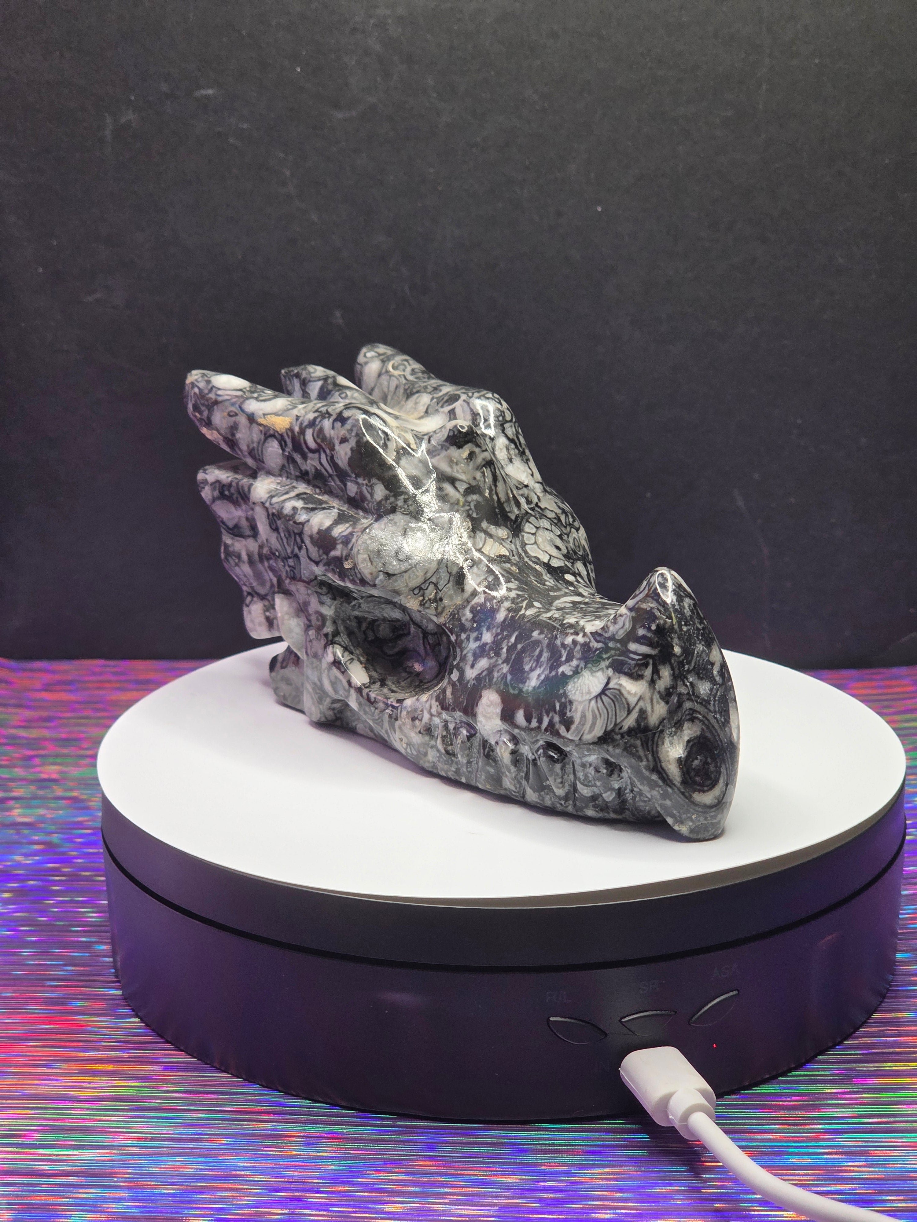 Orthoceras Dragon Head