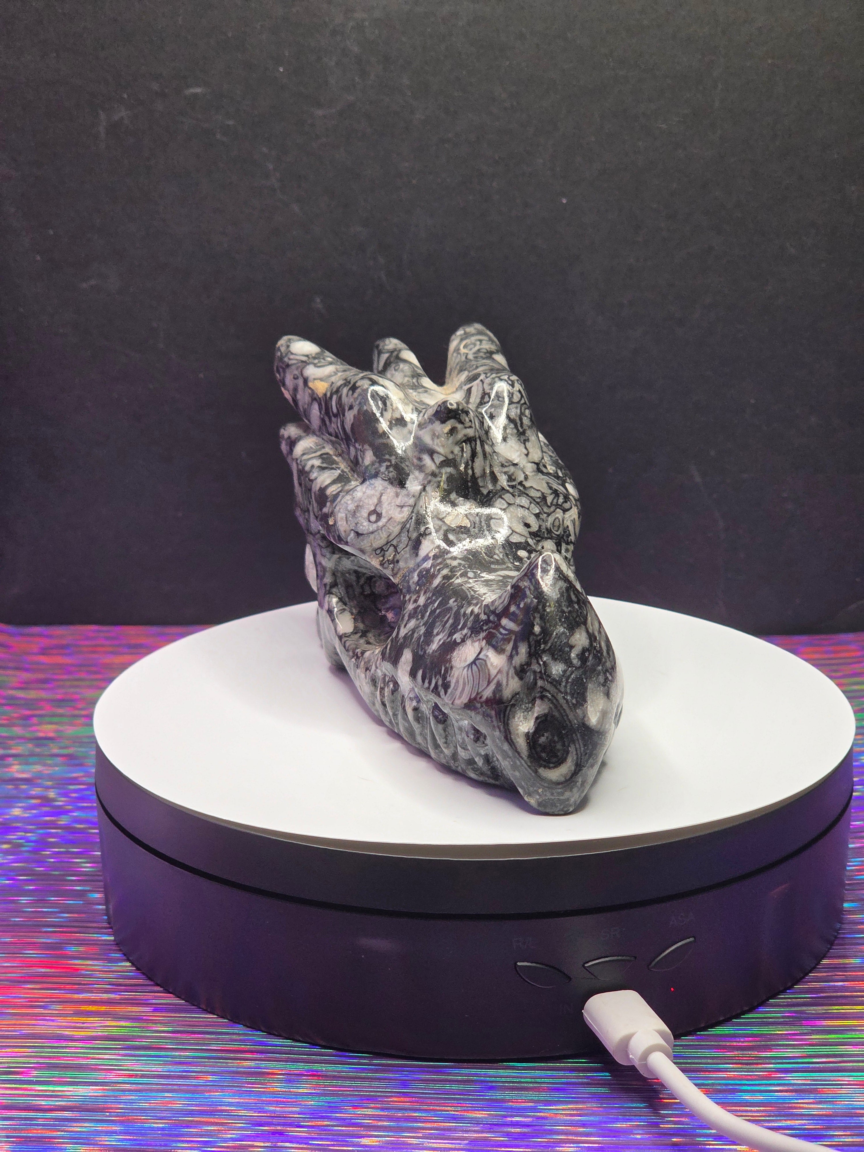 Orthoceras Dragon Head