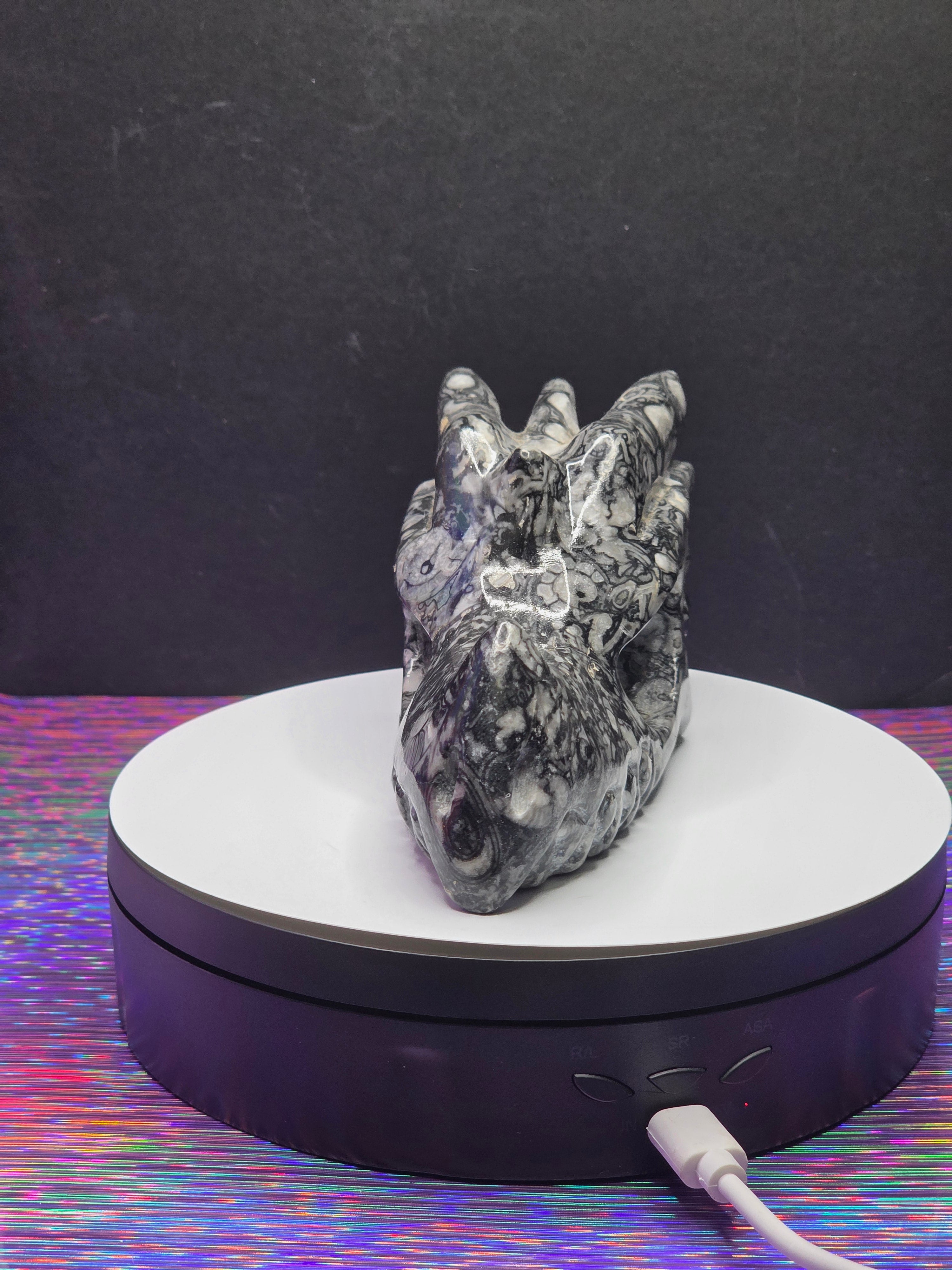 Orthoceras Dragon Head