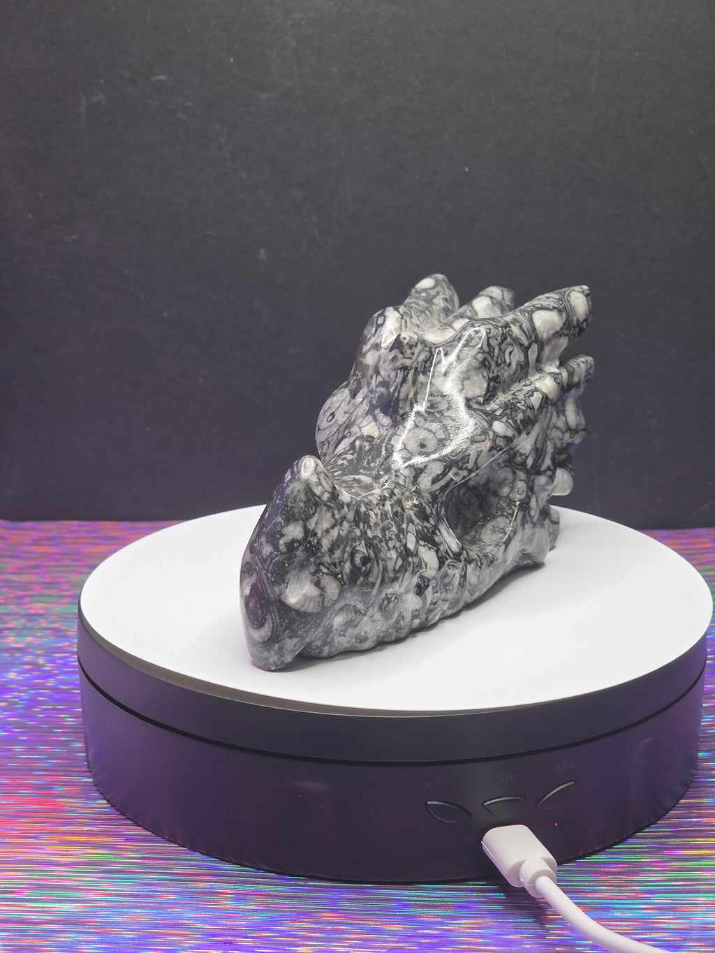 Orthoceras Dragon Head