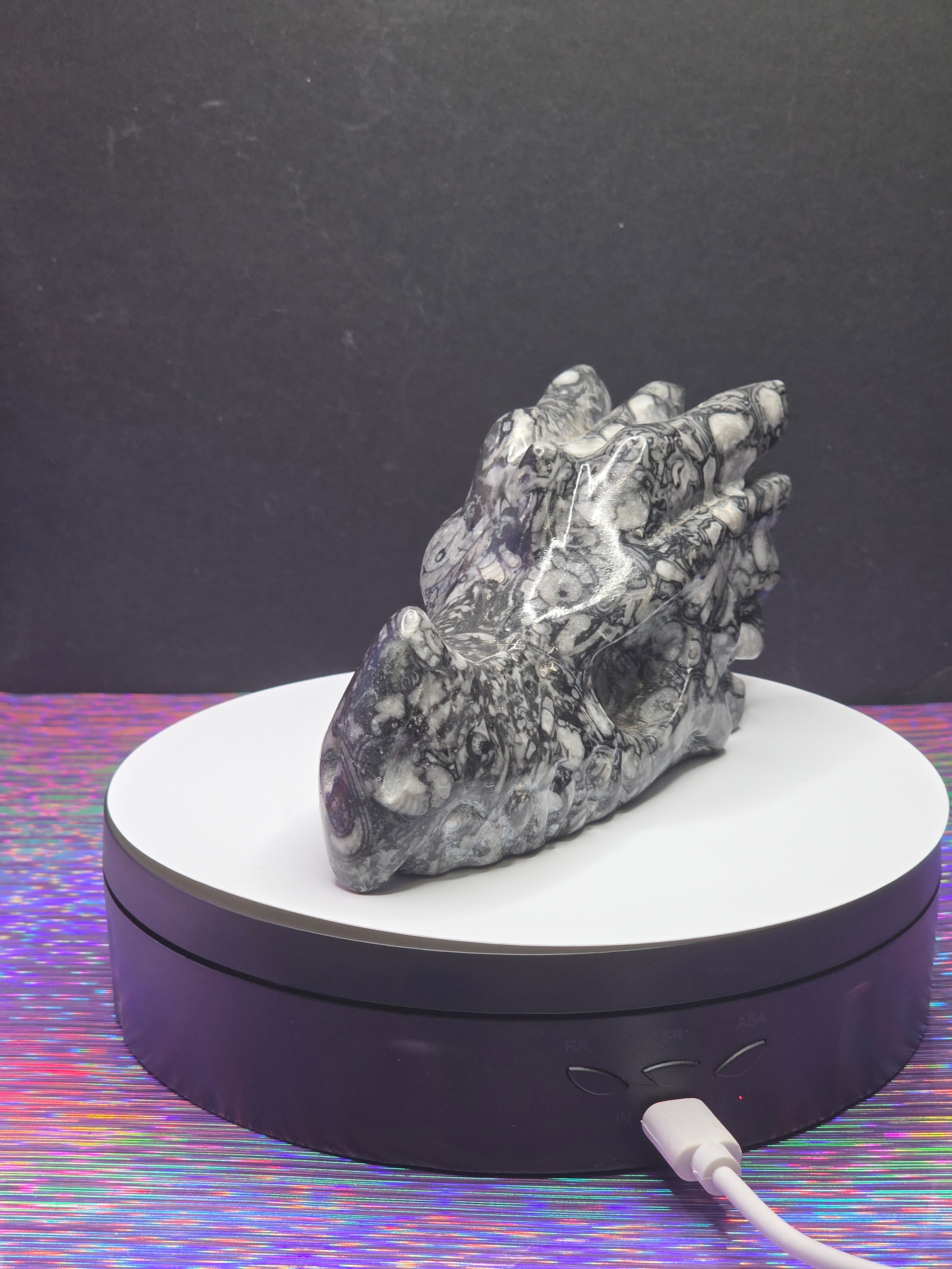 Orthoceras Dragon Head