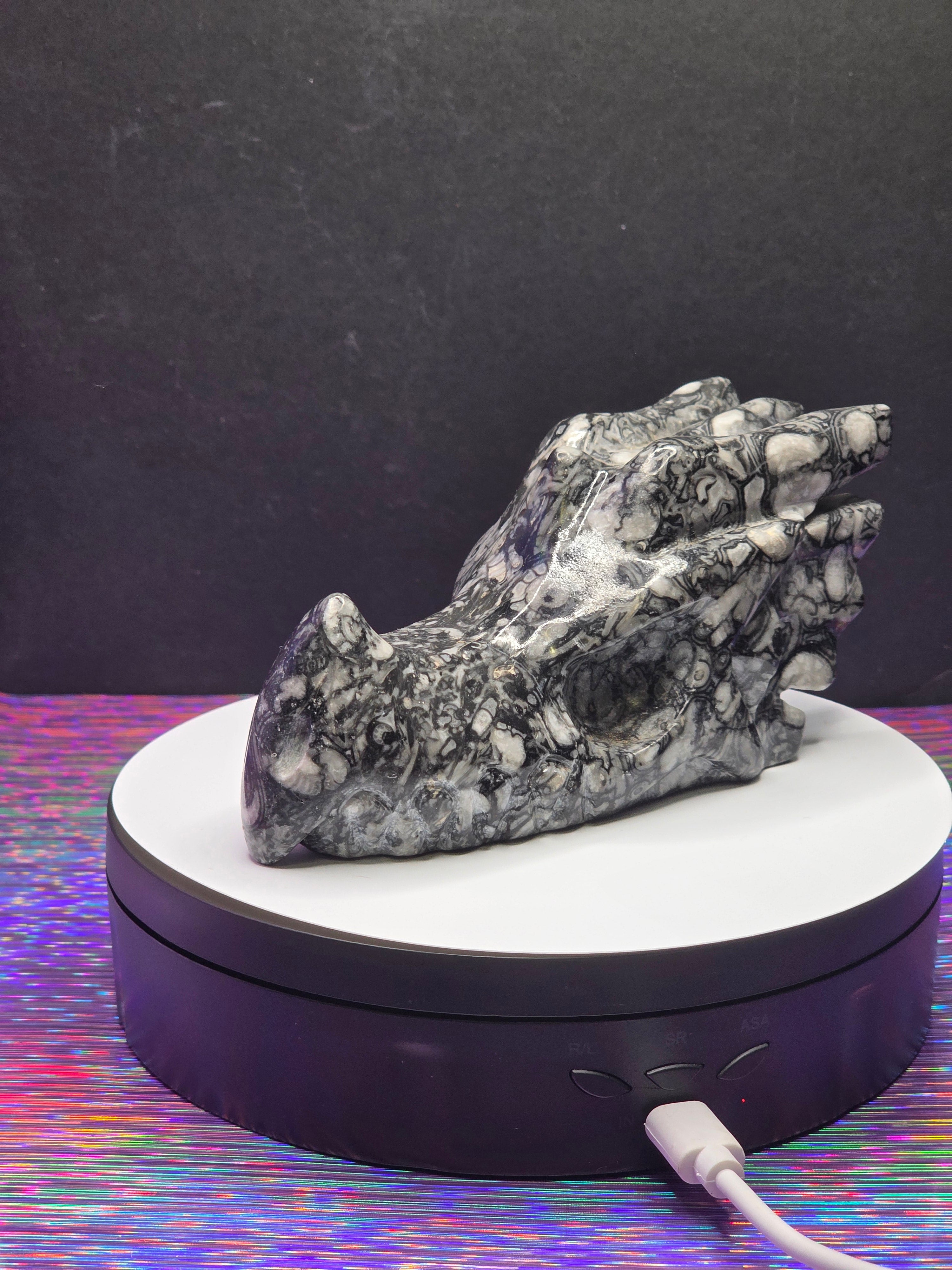 Orthoceras Dragon Head