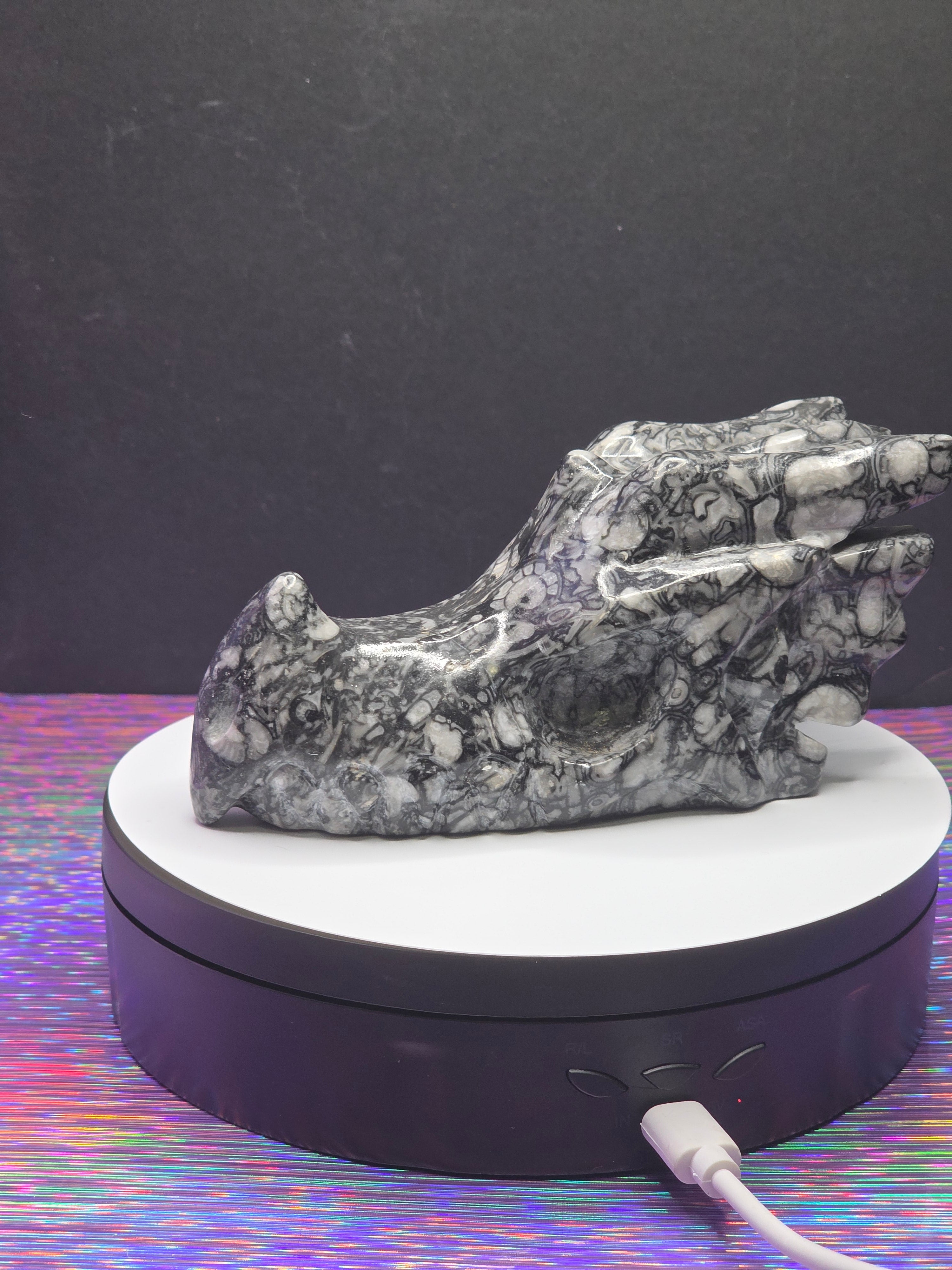 Orthoceras Dragon Head