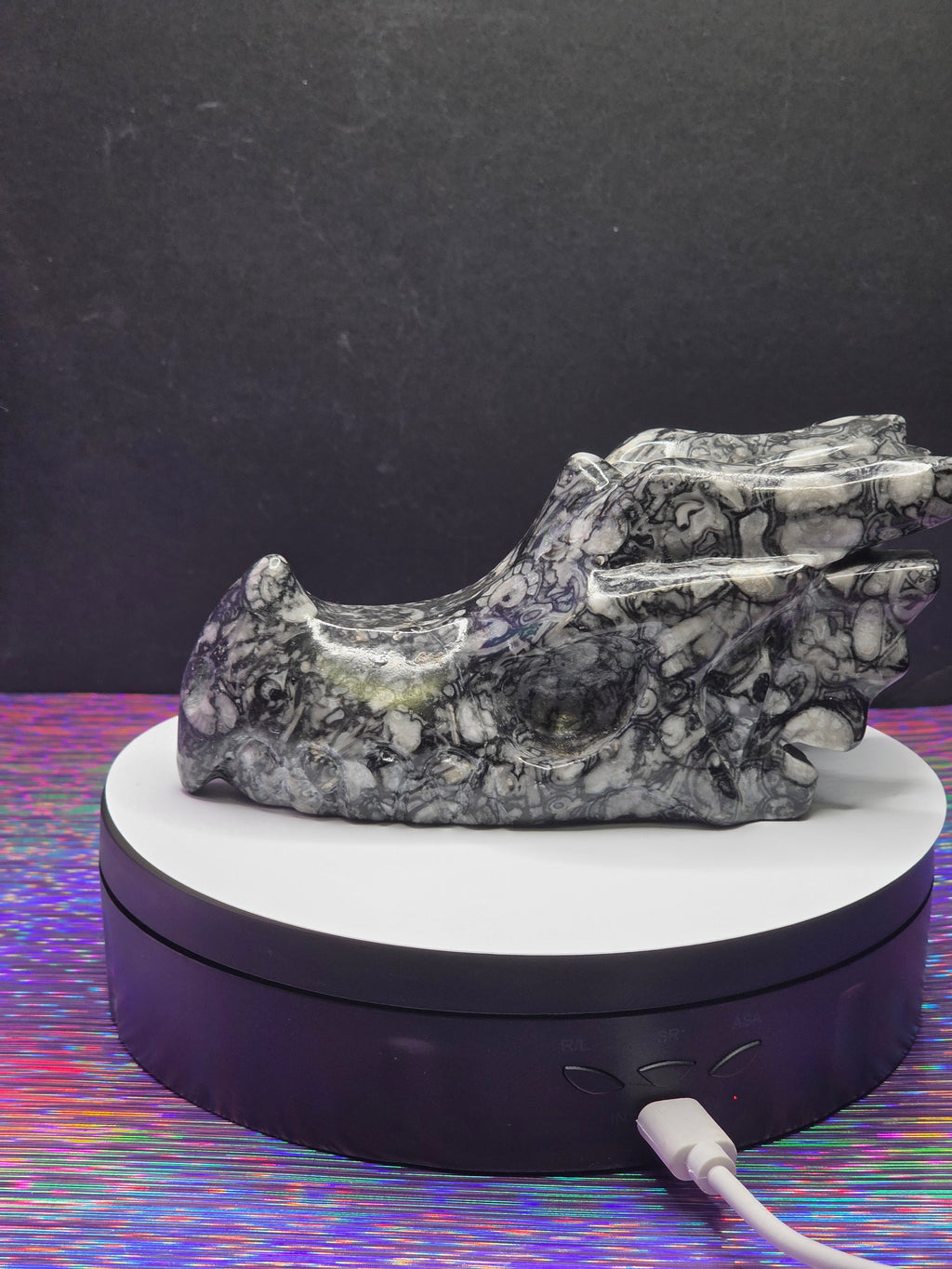 Orthoceras Dragon Head