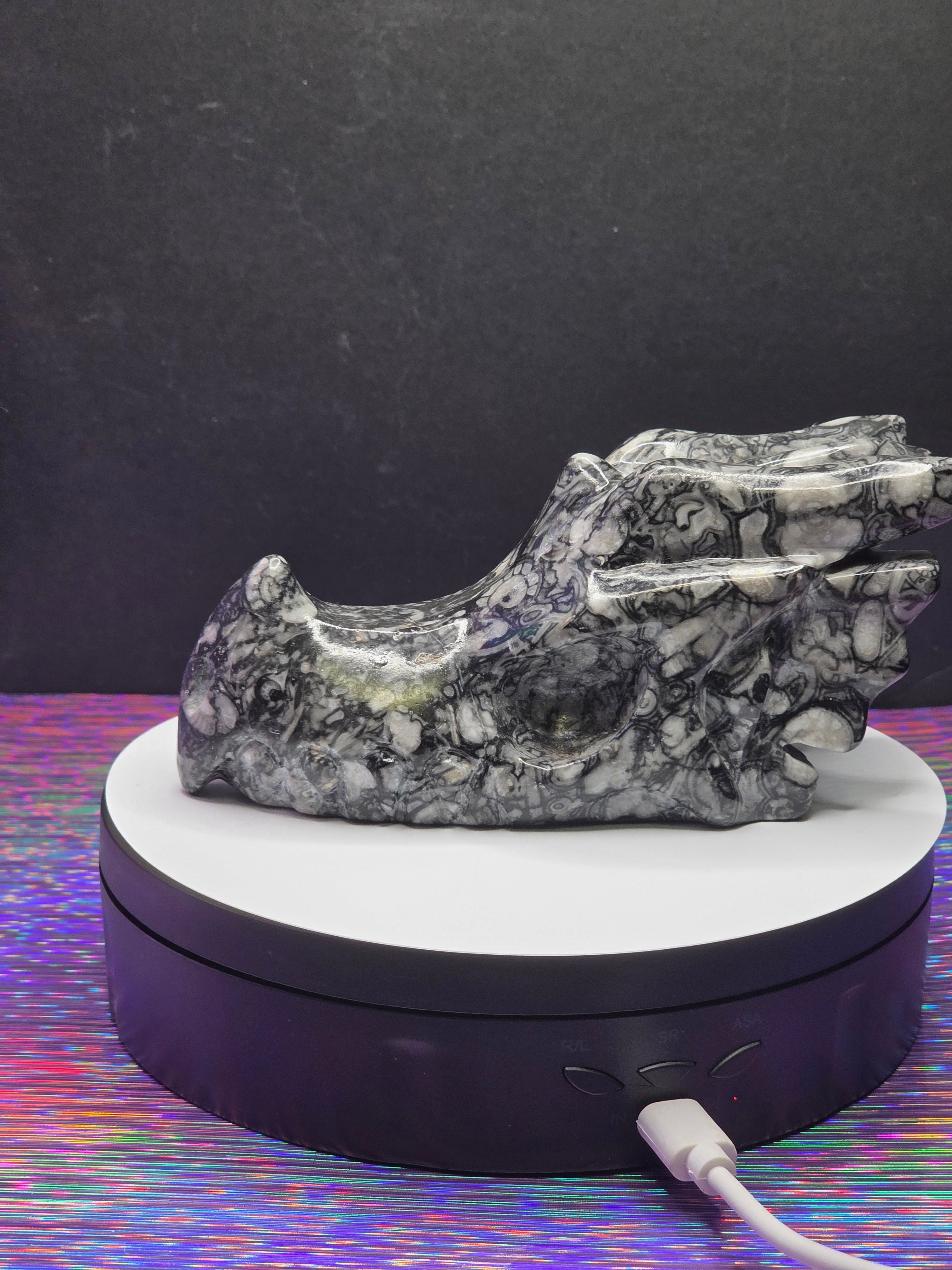 Orthoceras Dragon Head