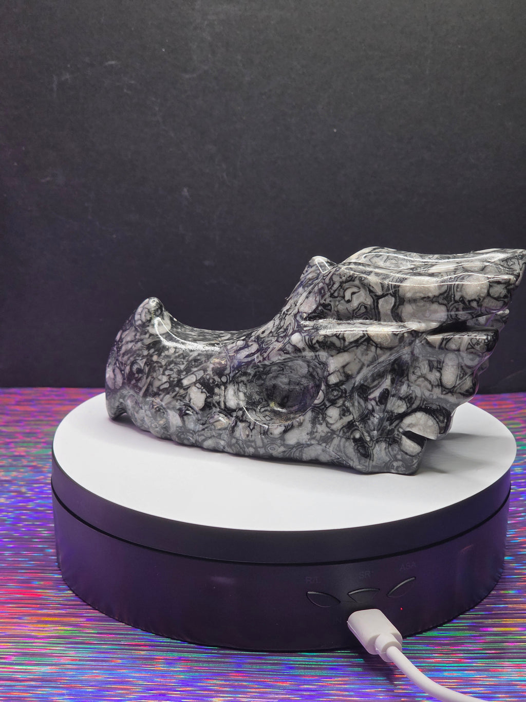 Orthoceras Dragon Head