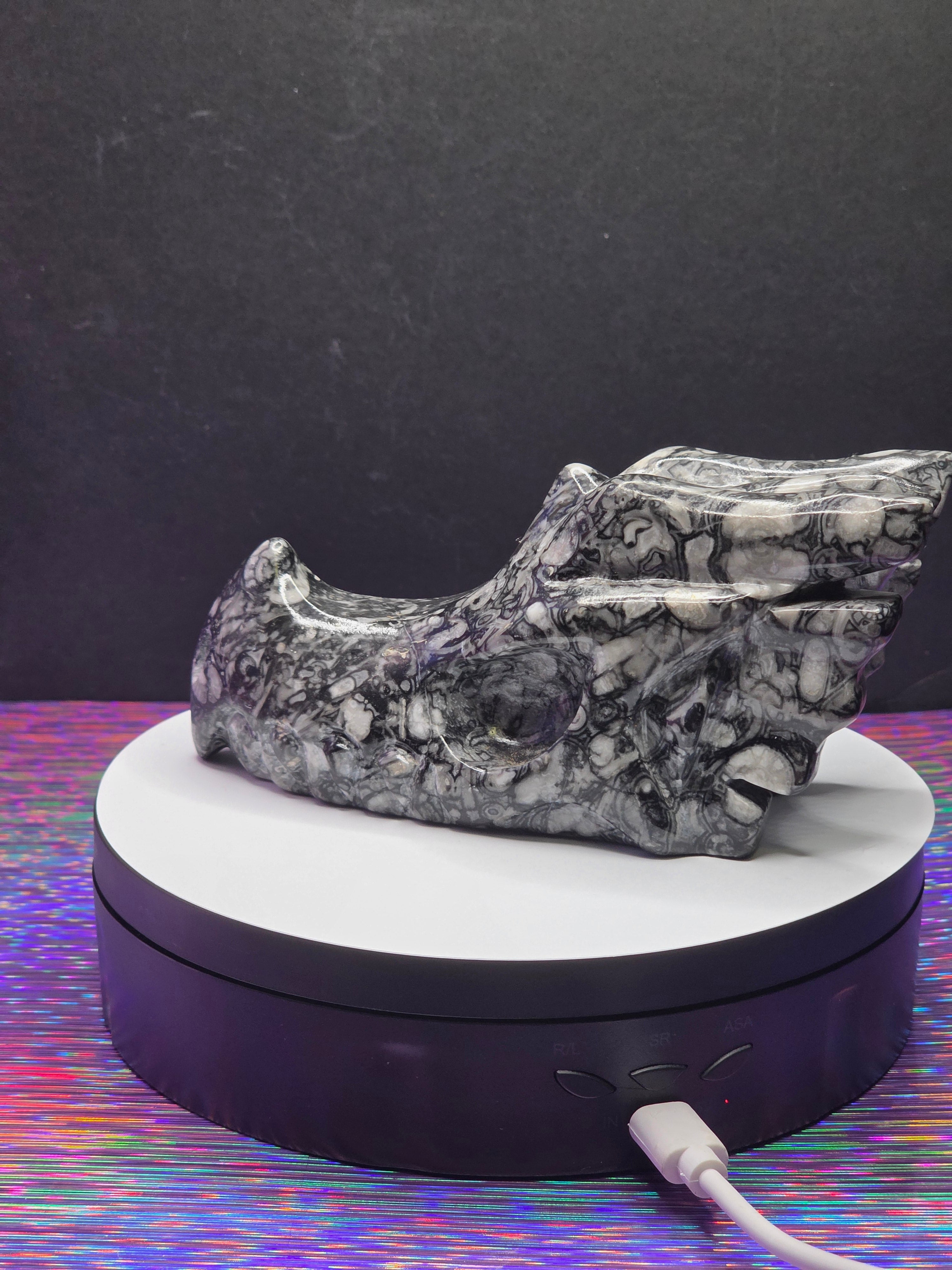 Orthoceras Dragon Head