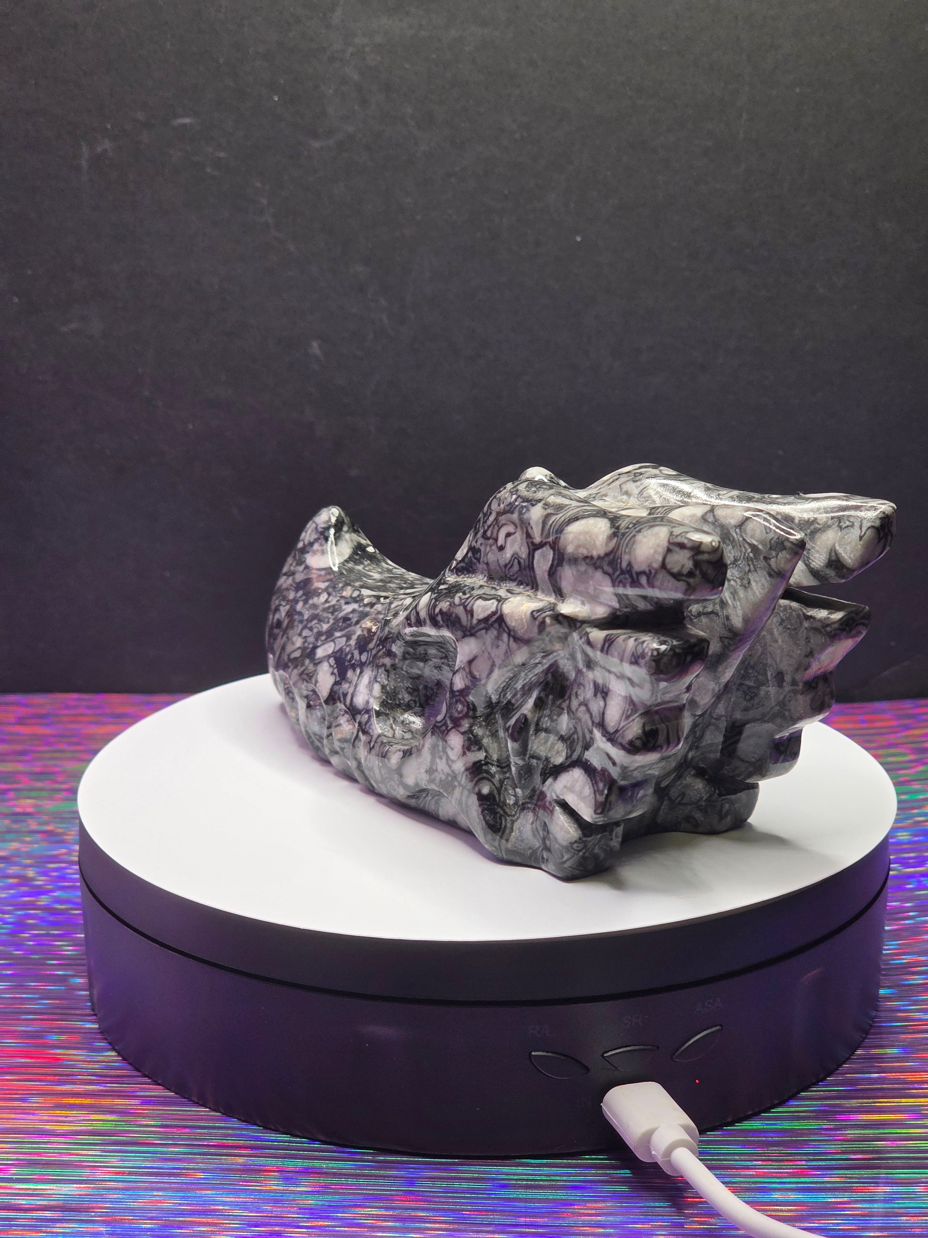 Orthoceras Dragon Head