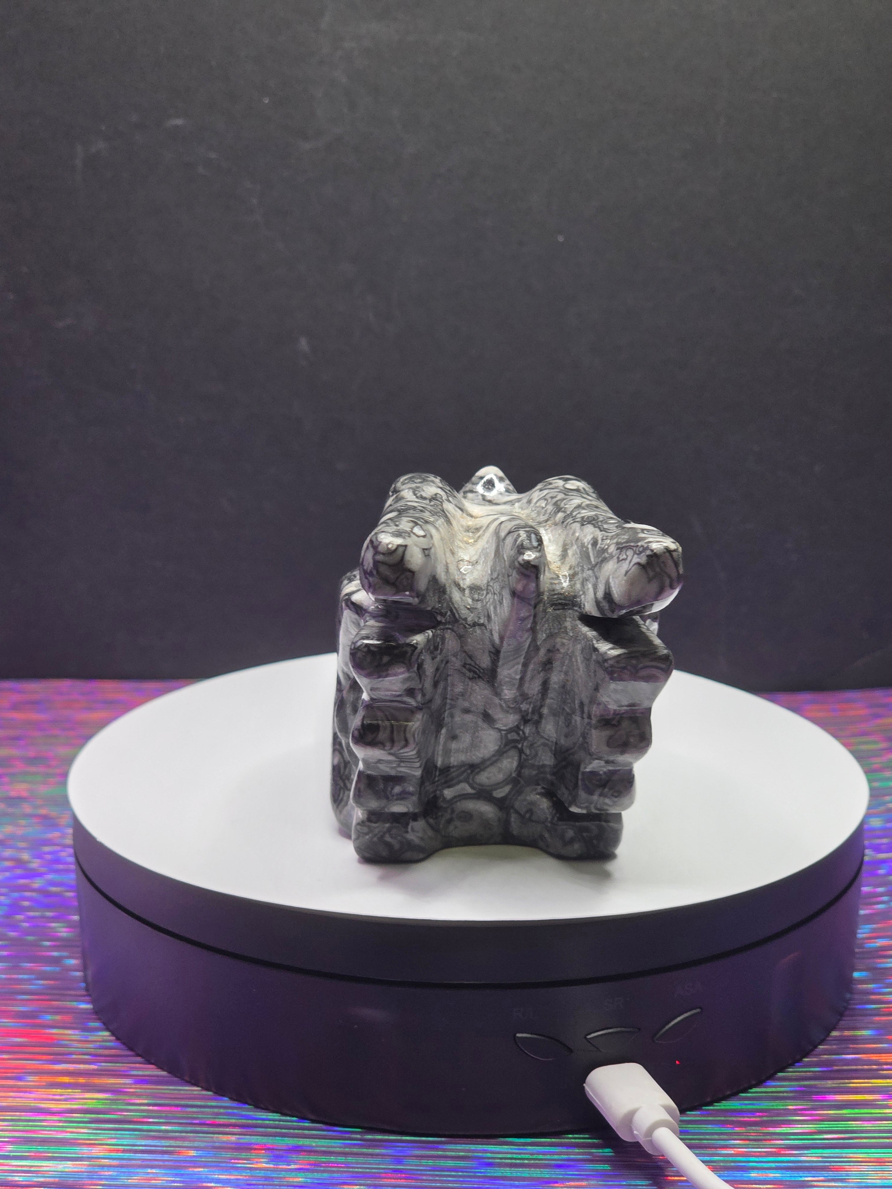Orthoceras Dragon Head