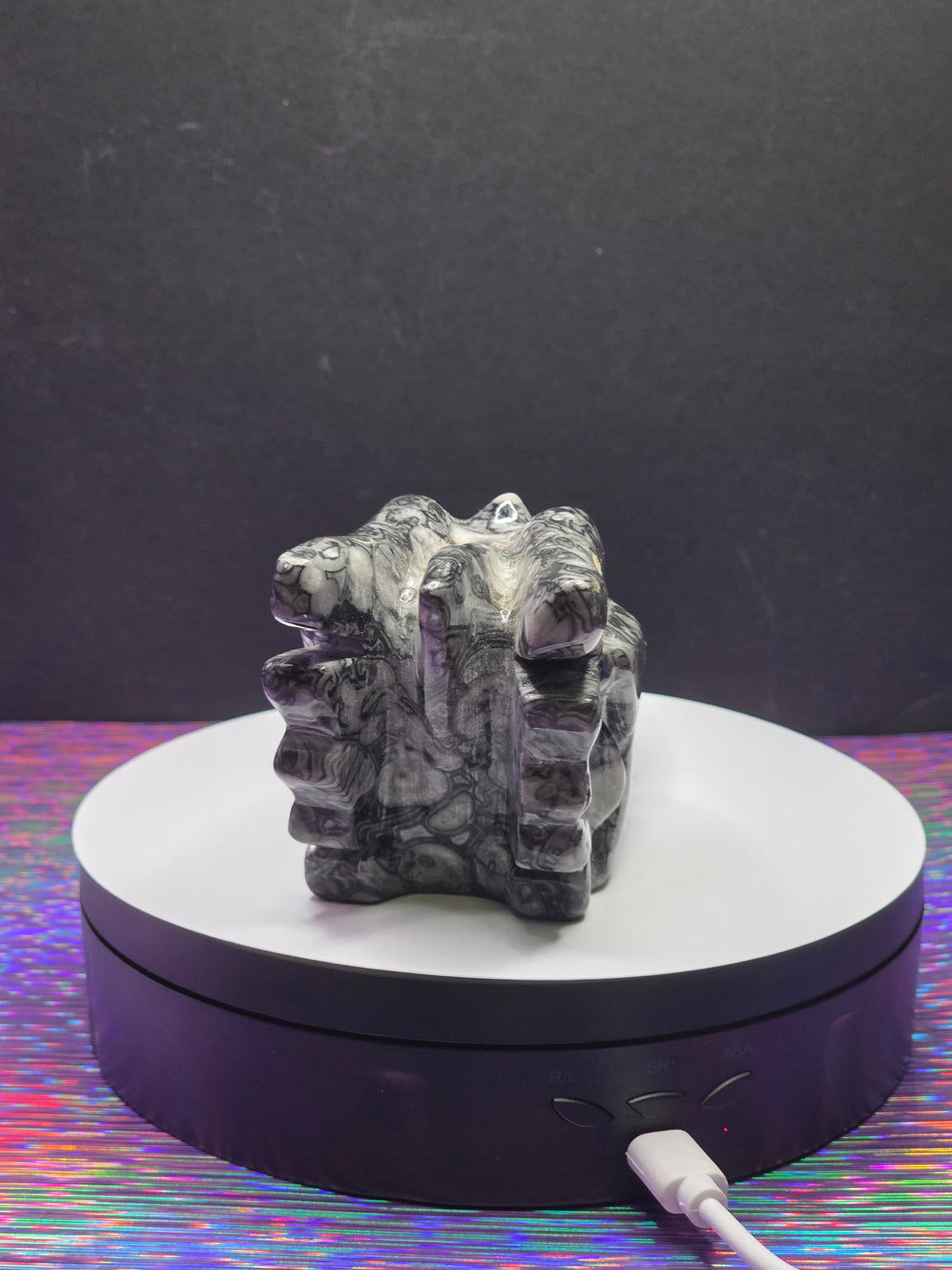 Orthoceras Dragon Head