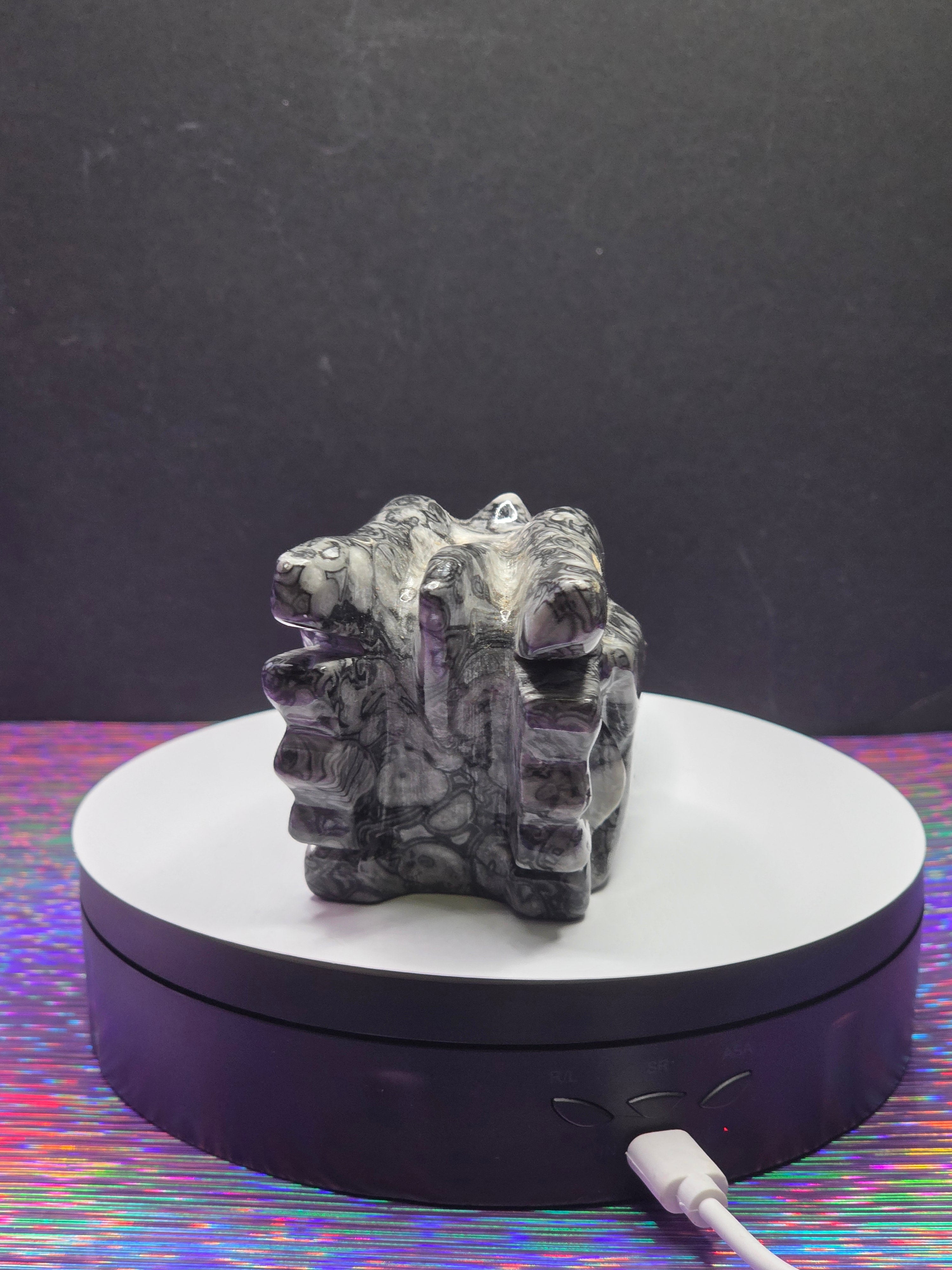 Orthoceras Dragon Head