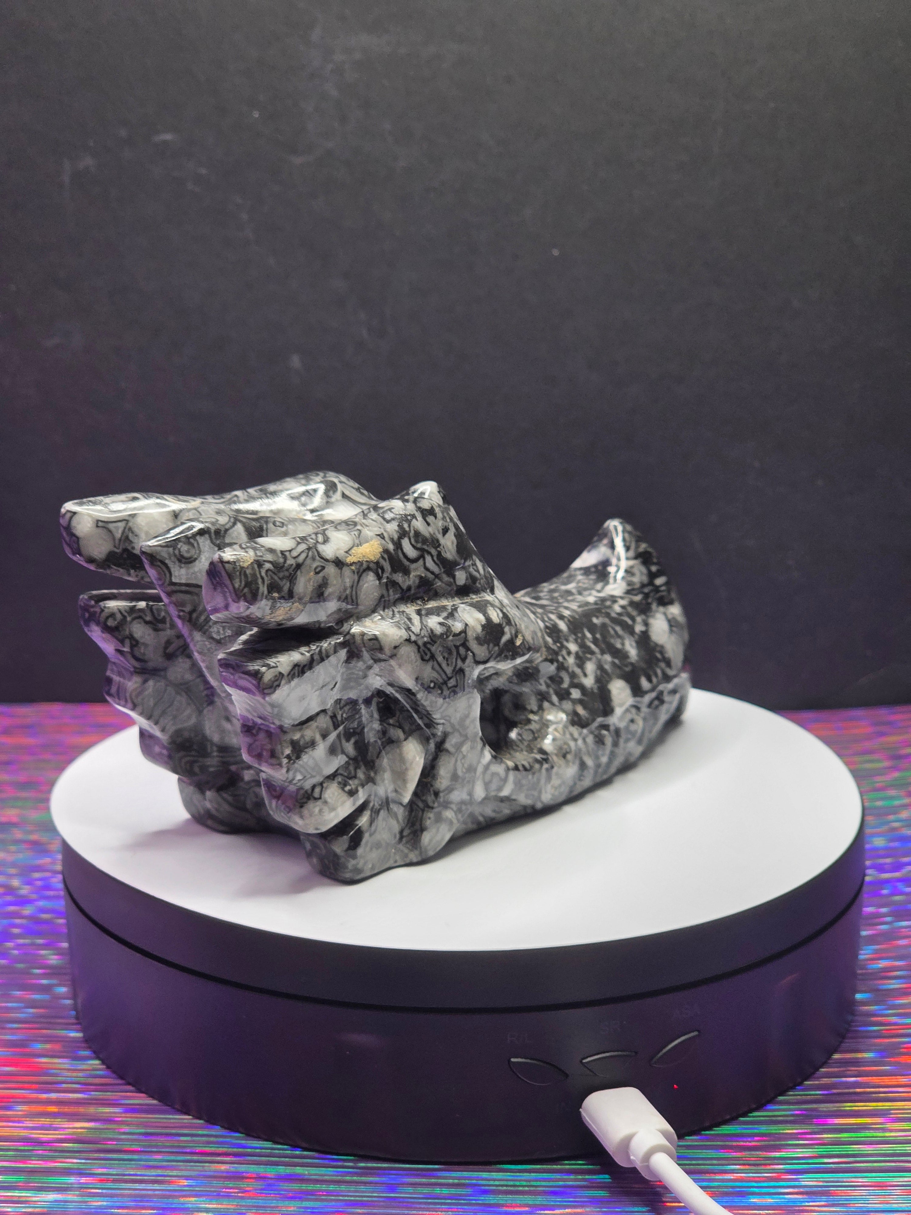 Orthoceras Dragon Head