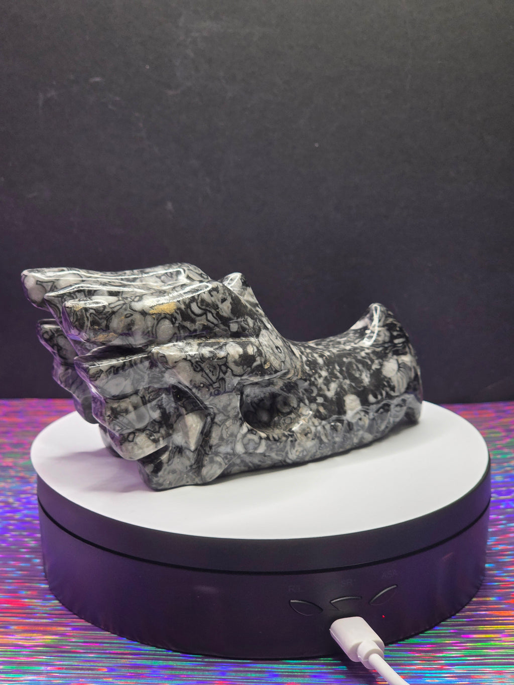 Orthoceras Dragon Head