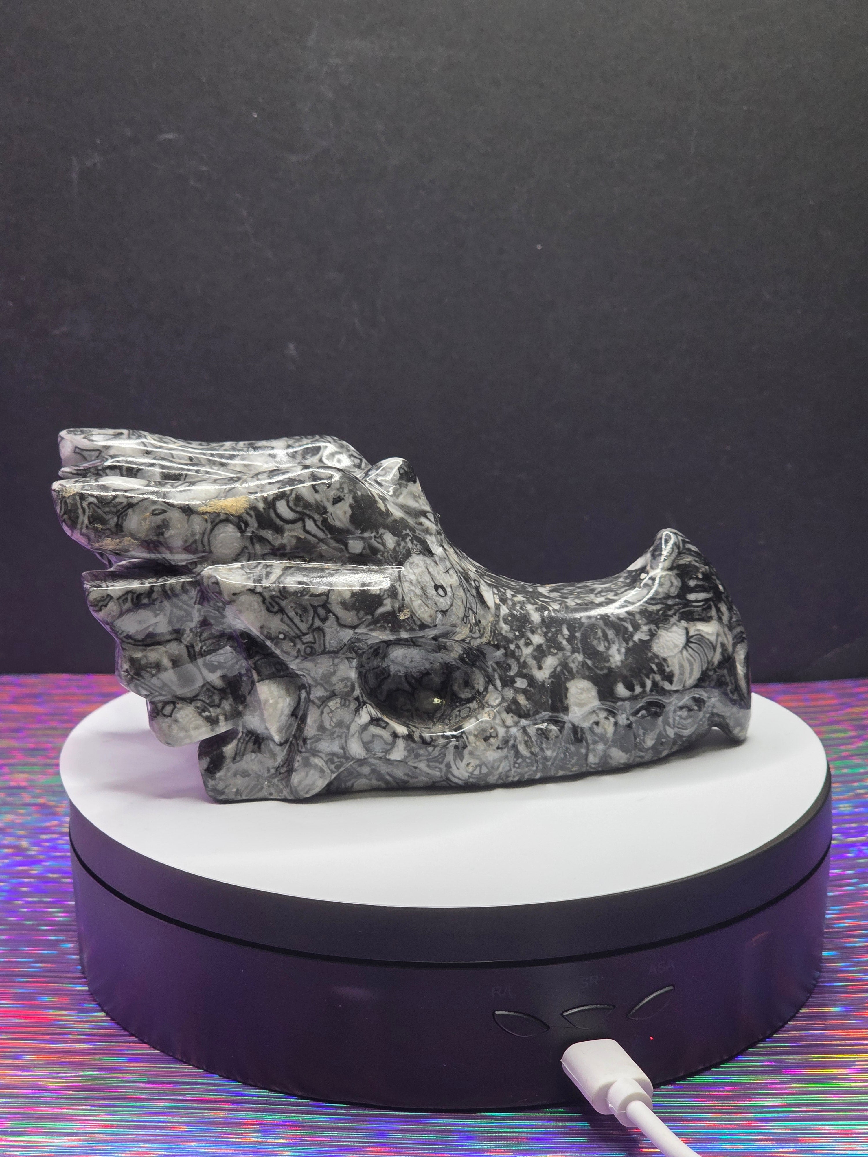 Orthoceras Dragon Head
