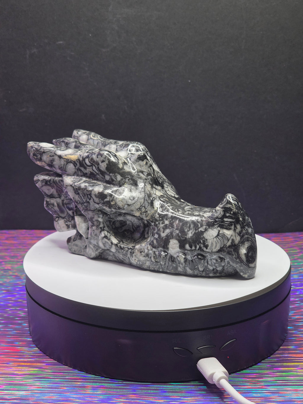 Orthoceras Dragon Head