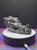 Orthoceras Dragon Head