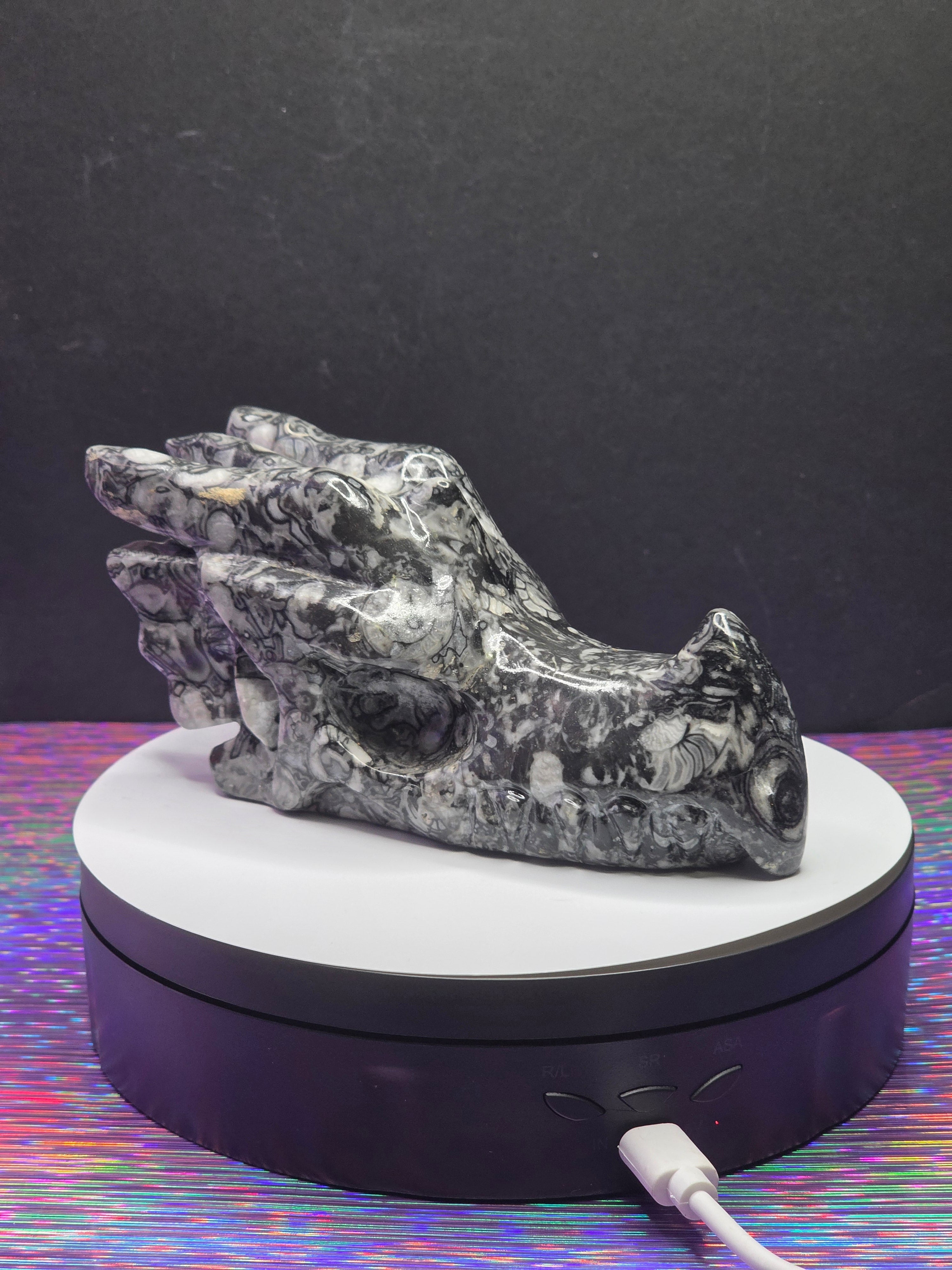 Orthoceras Dragon Head