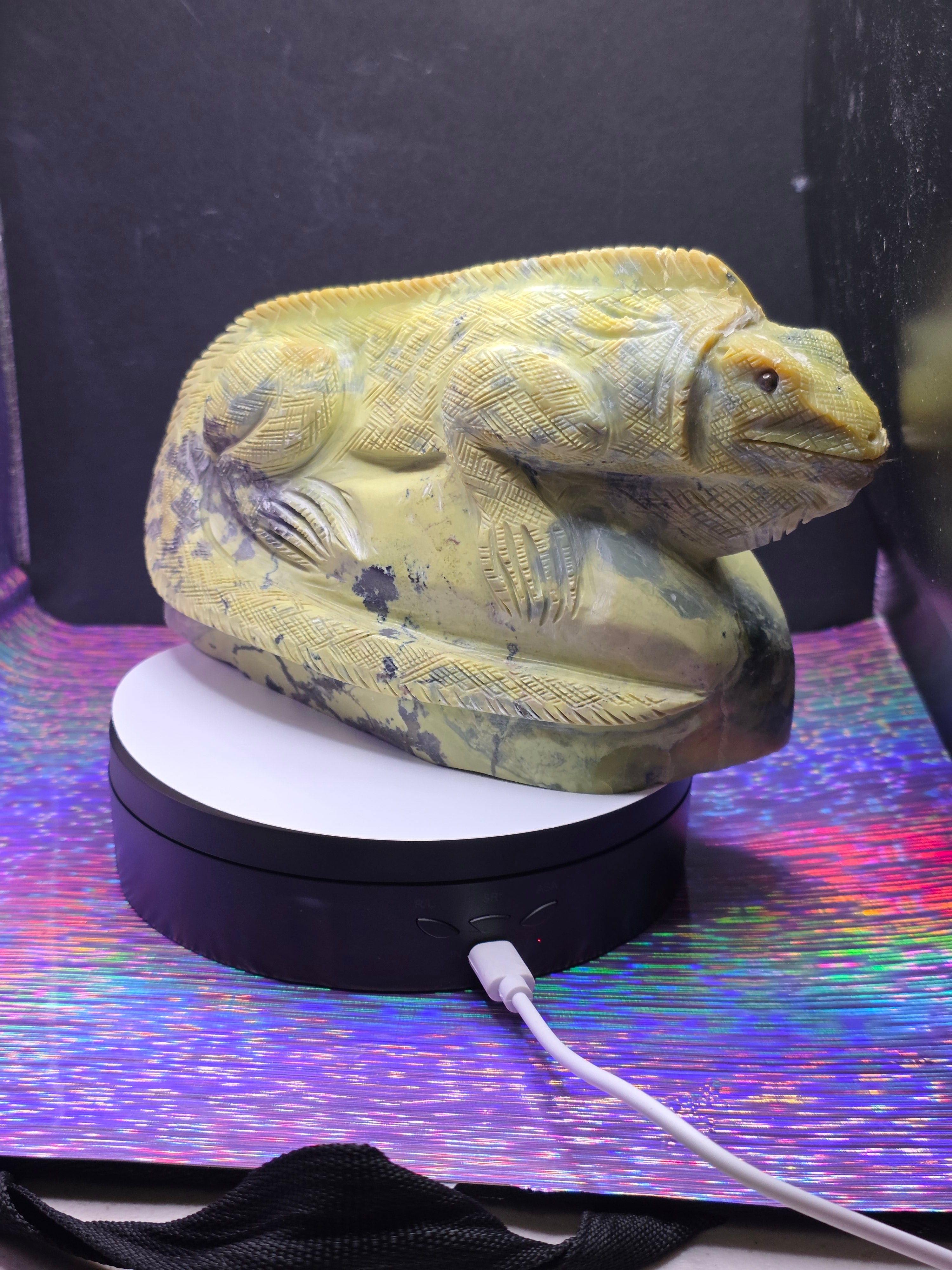 Large Serpentine Lizard