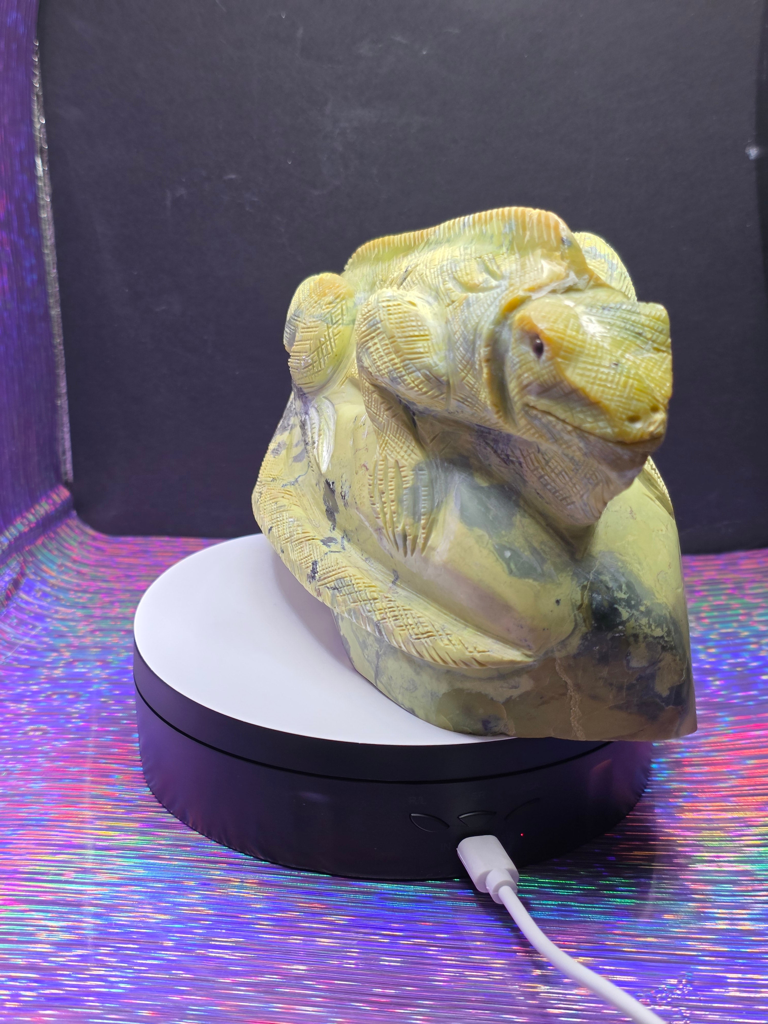 Large Serpentine Lizard