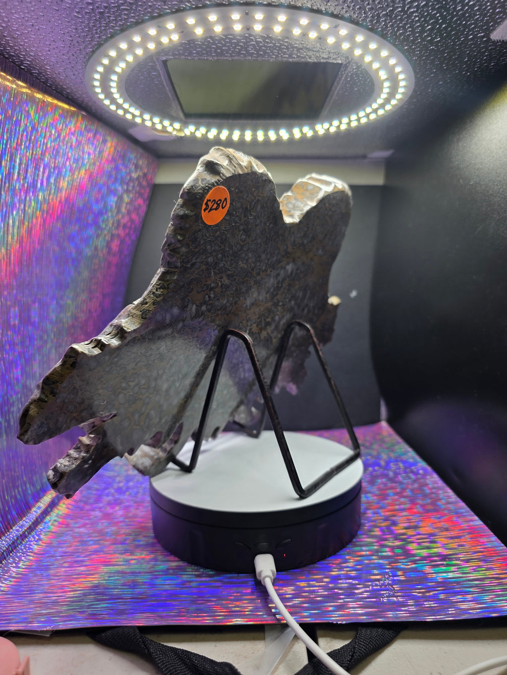 Leopard Skin Jasper Skull with Dragon Carving
