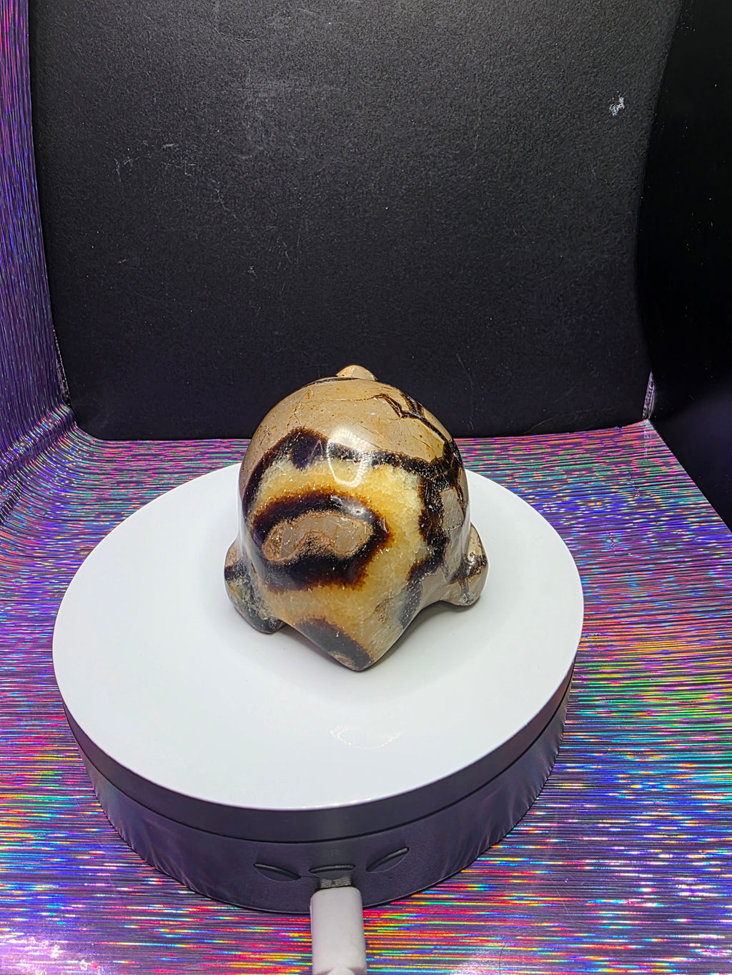 Septarian Turtle