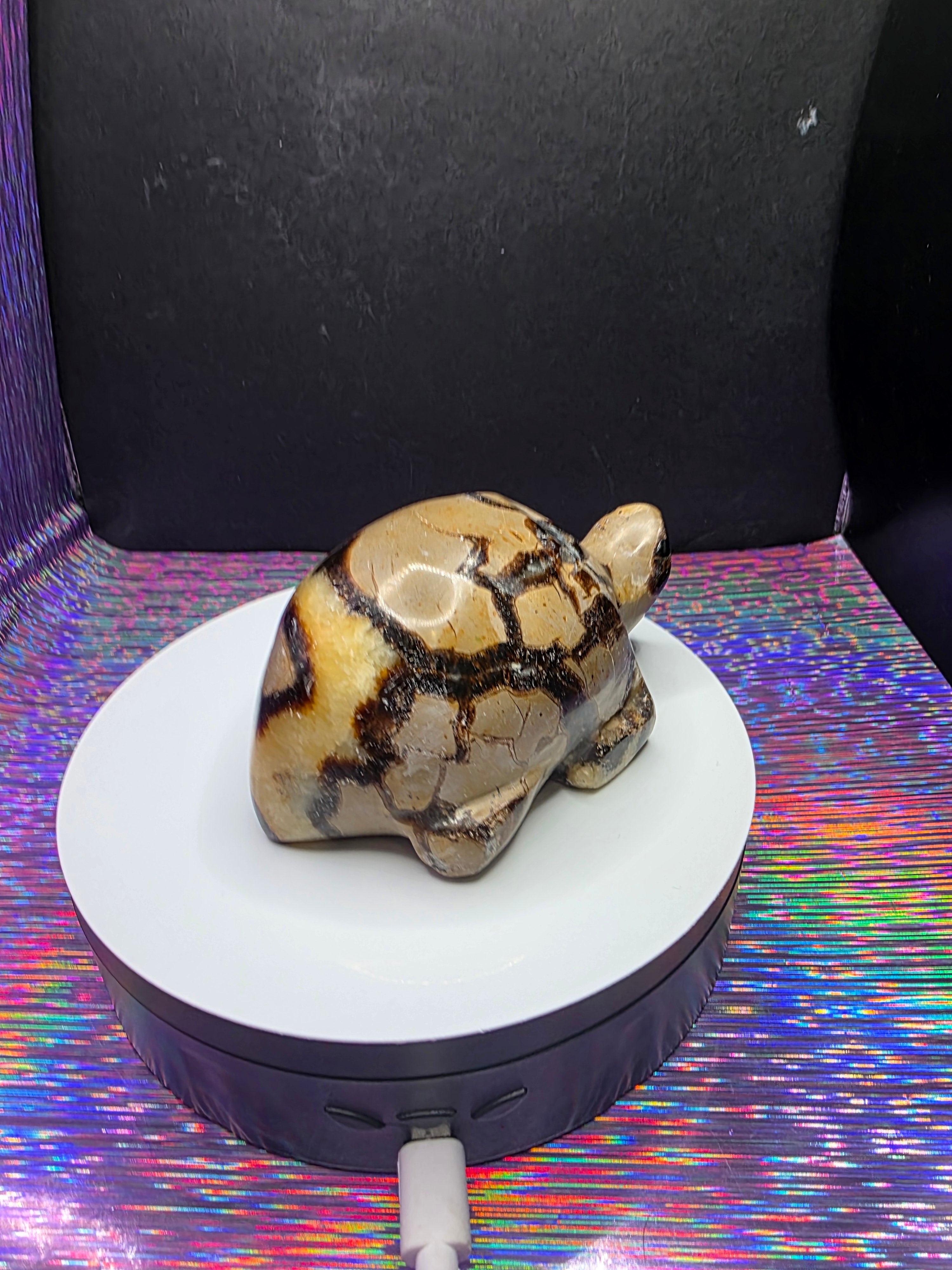 Septarian Turtle