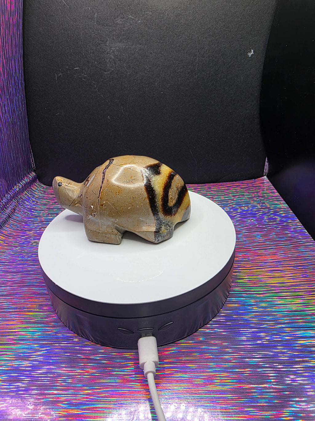 Septarian Turtle