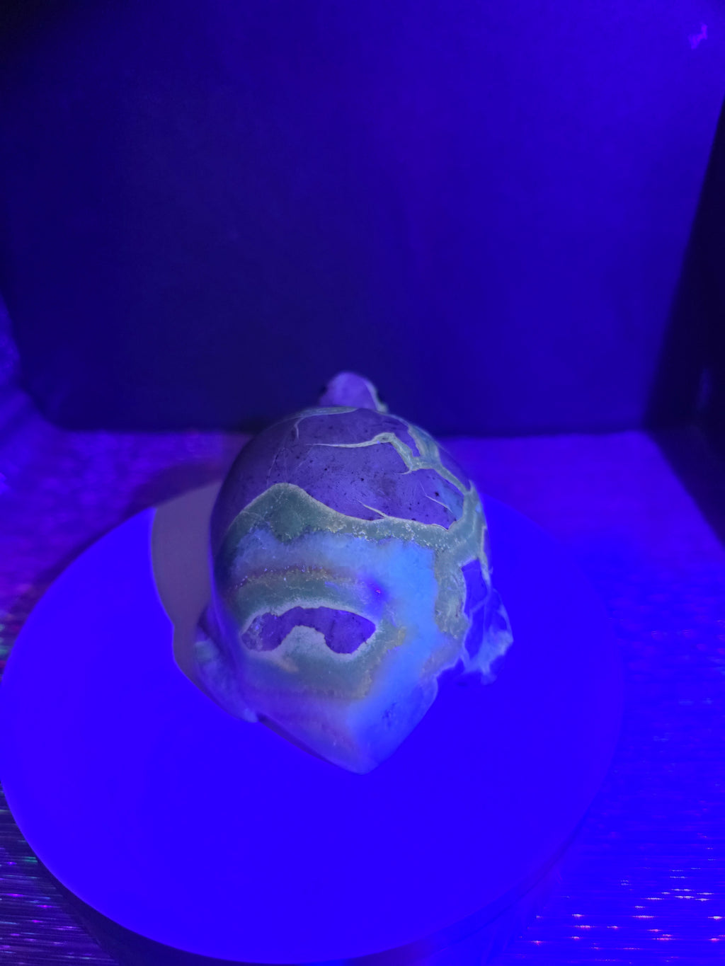 Septarian Turtle
