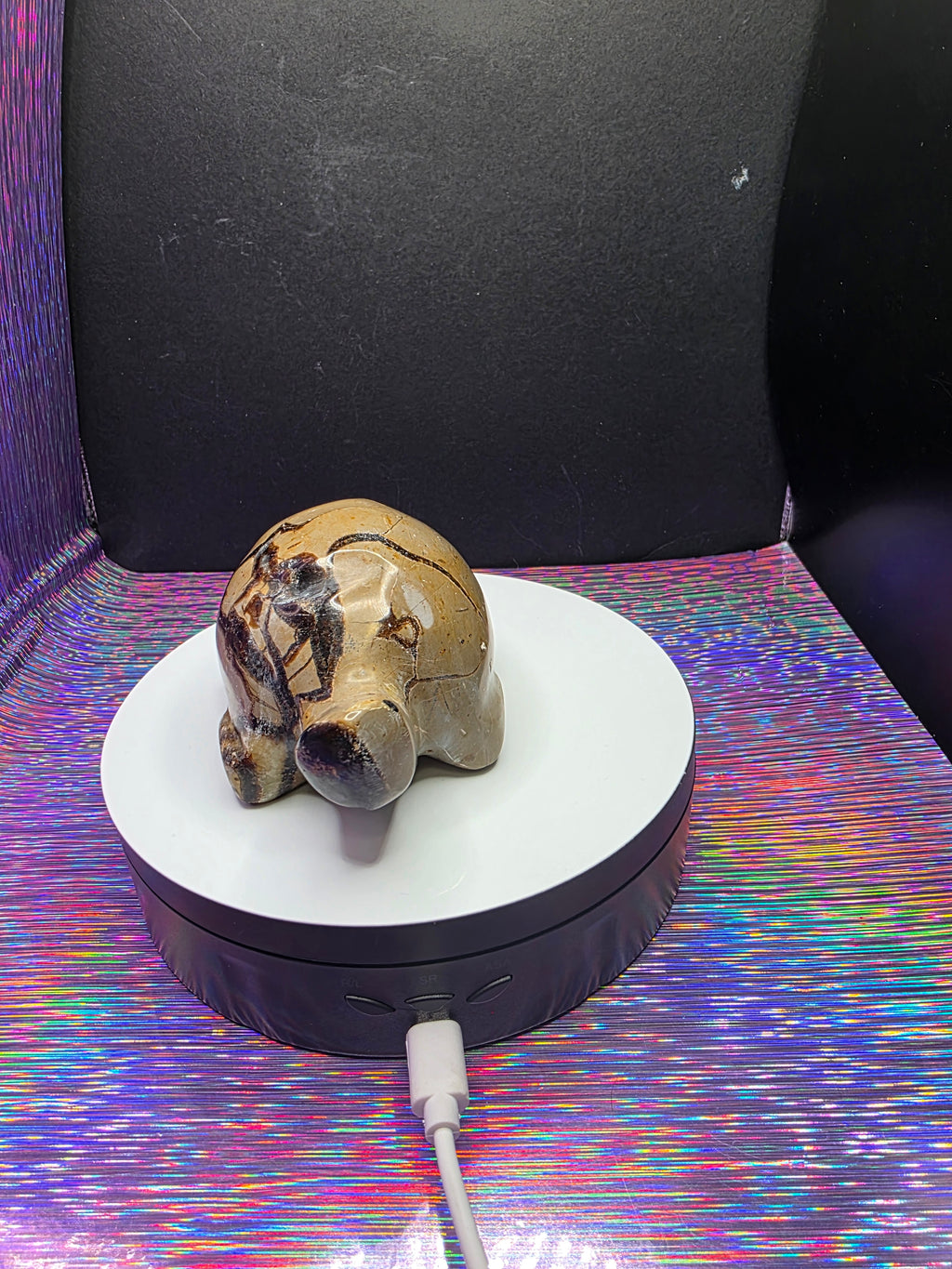 Septarian Turtle