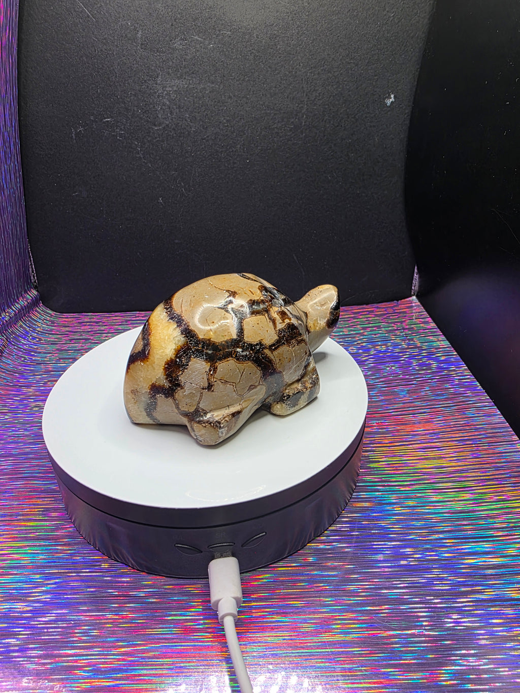 Septarian Turtle