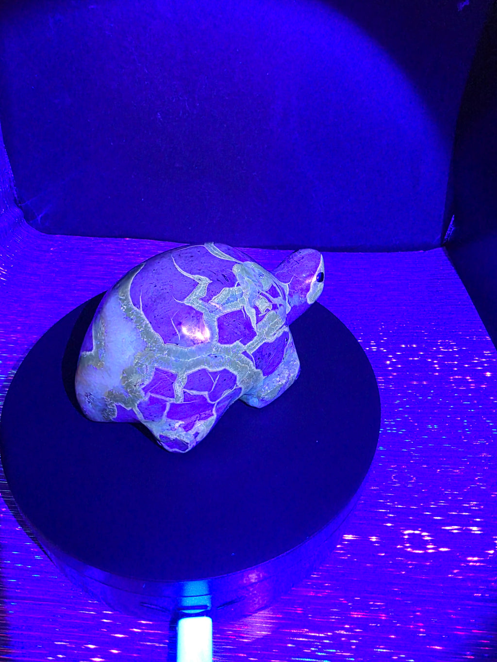 Septarian Turtle