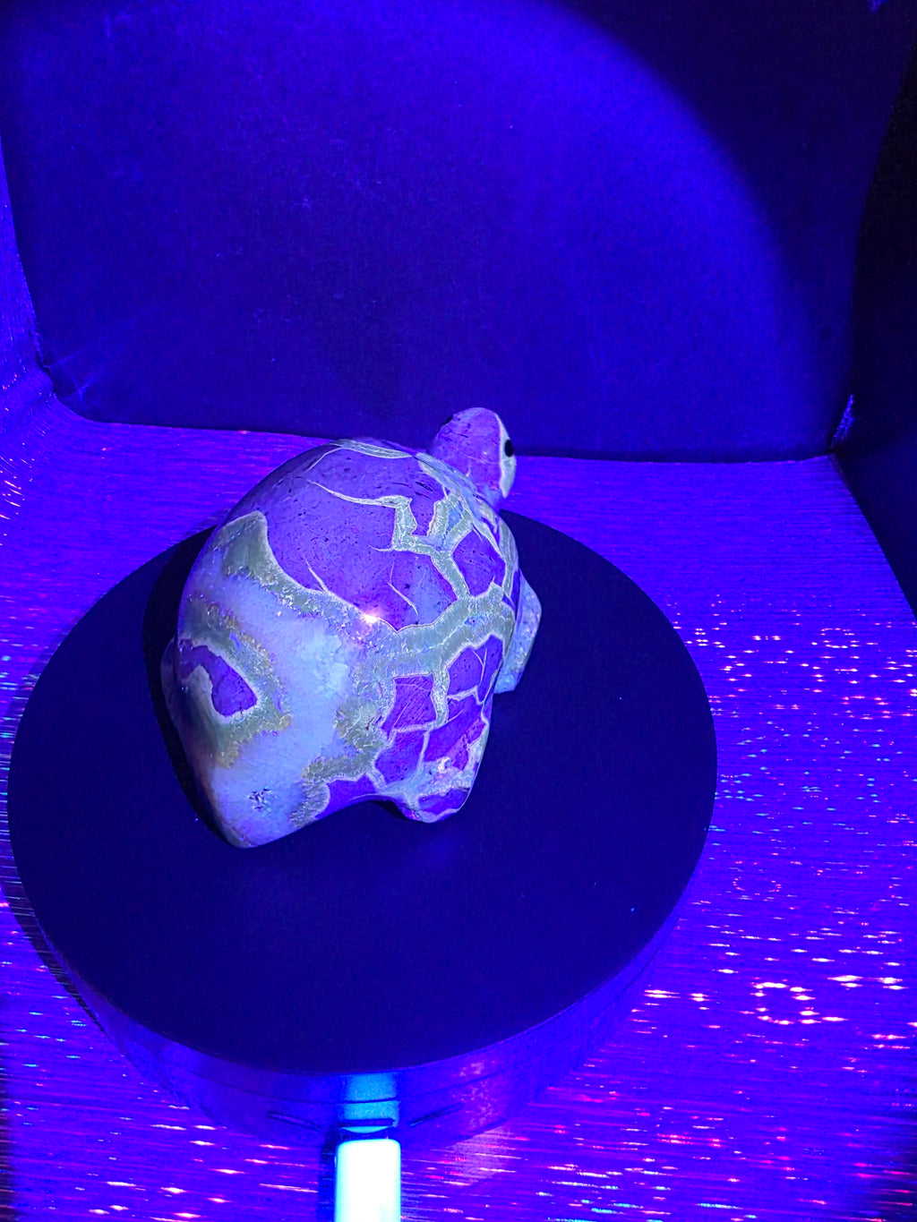 Septarian Turtle