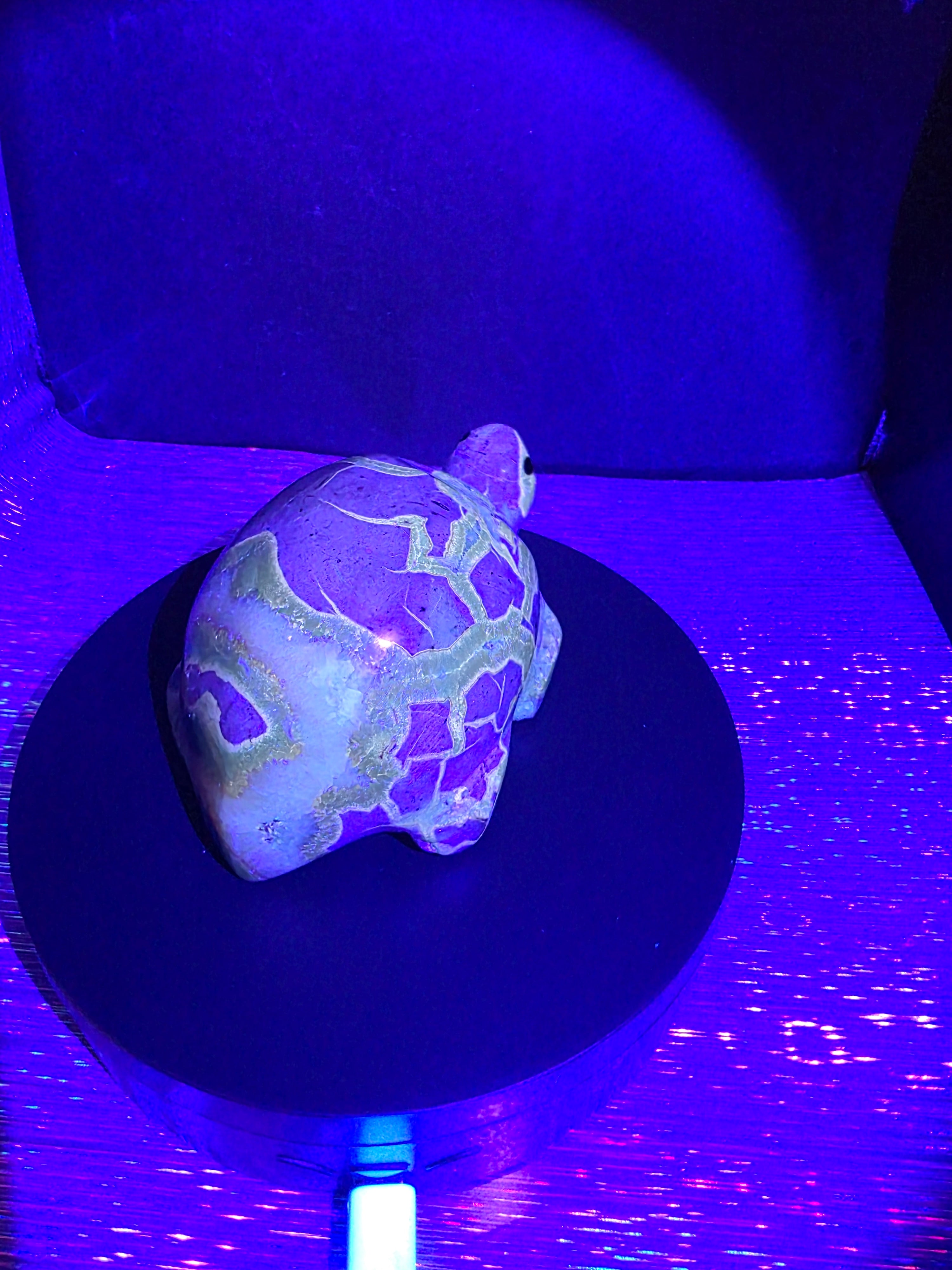 Septarian Turtle