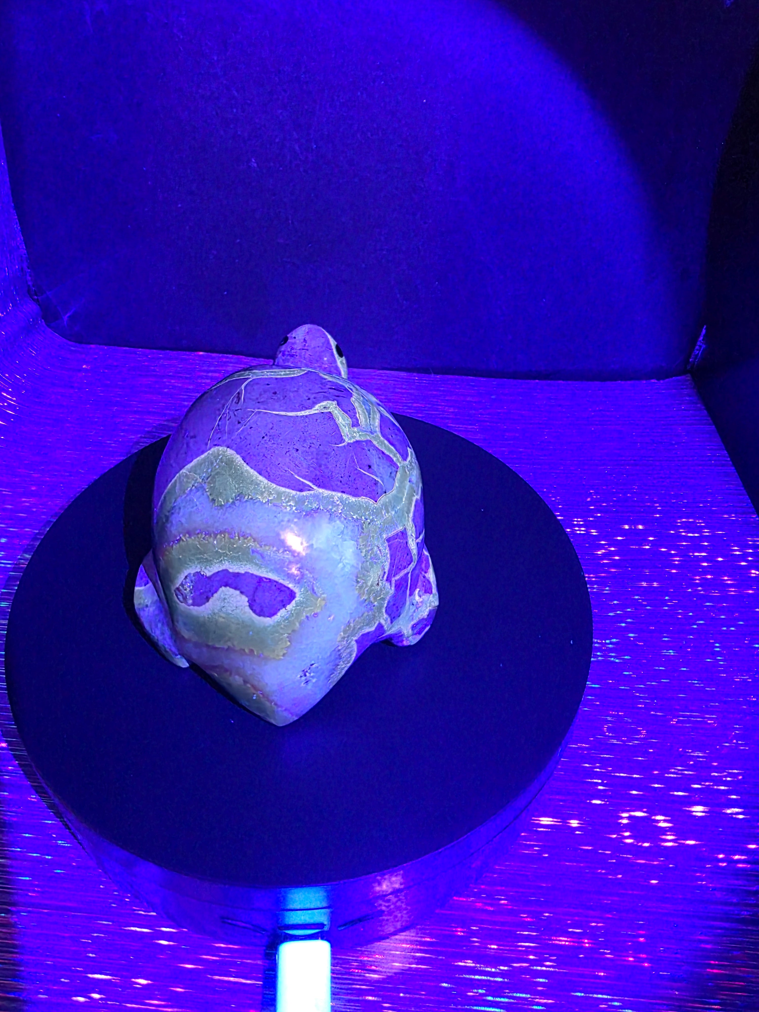 Septarian Turtle