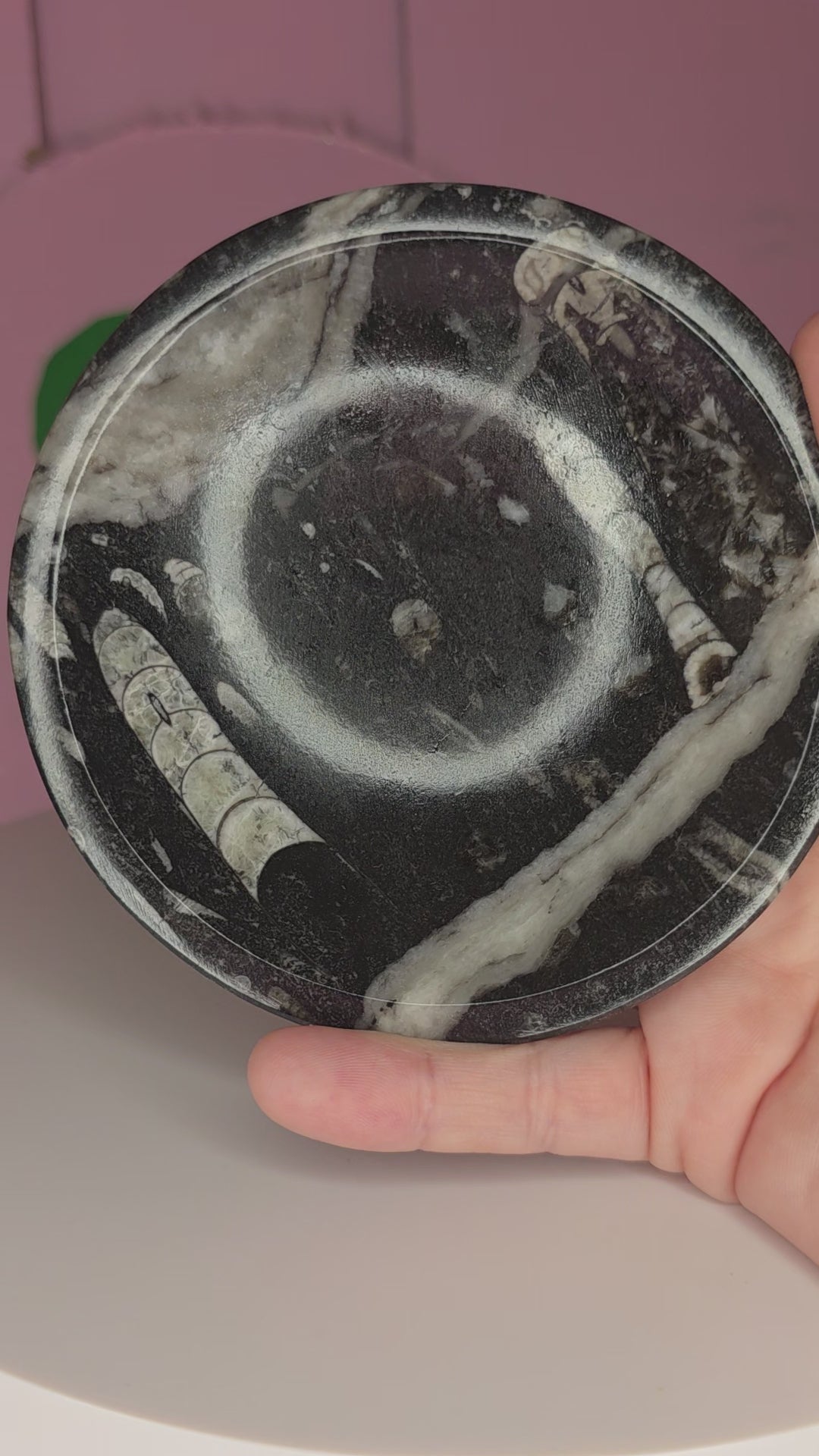 Orthoceras Fossil Bowl