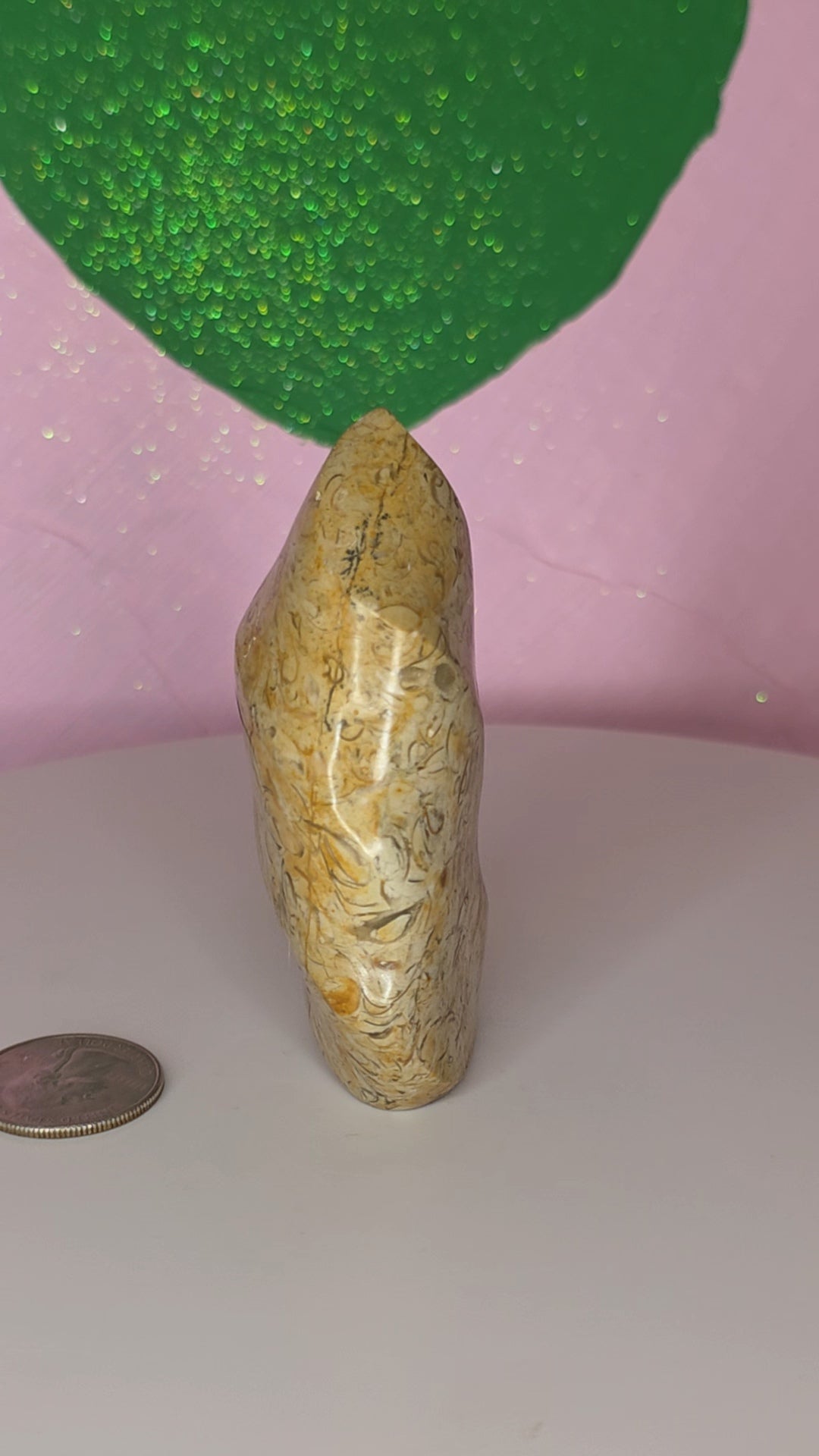 Turritella Jasper Flame A