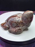 Crazy Lace Agate Turtle A