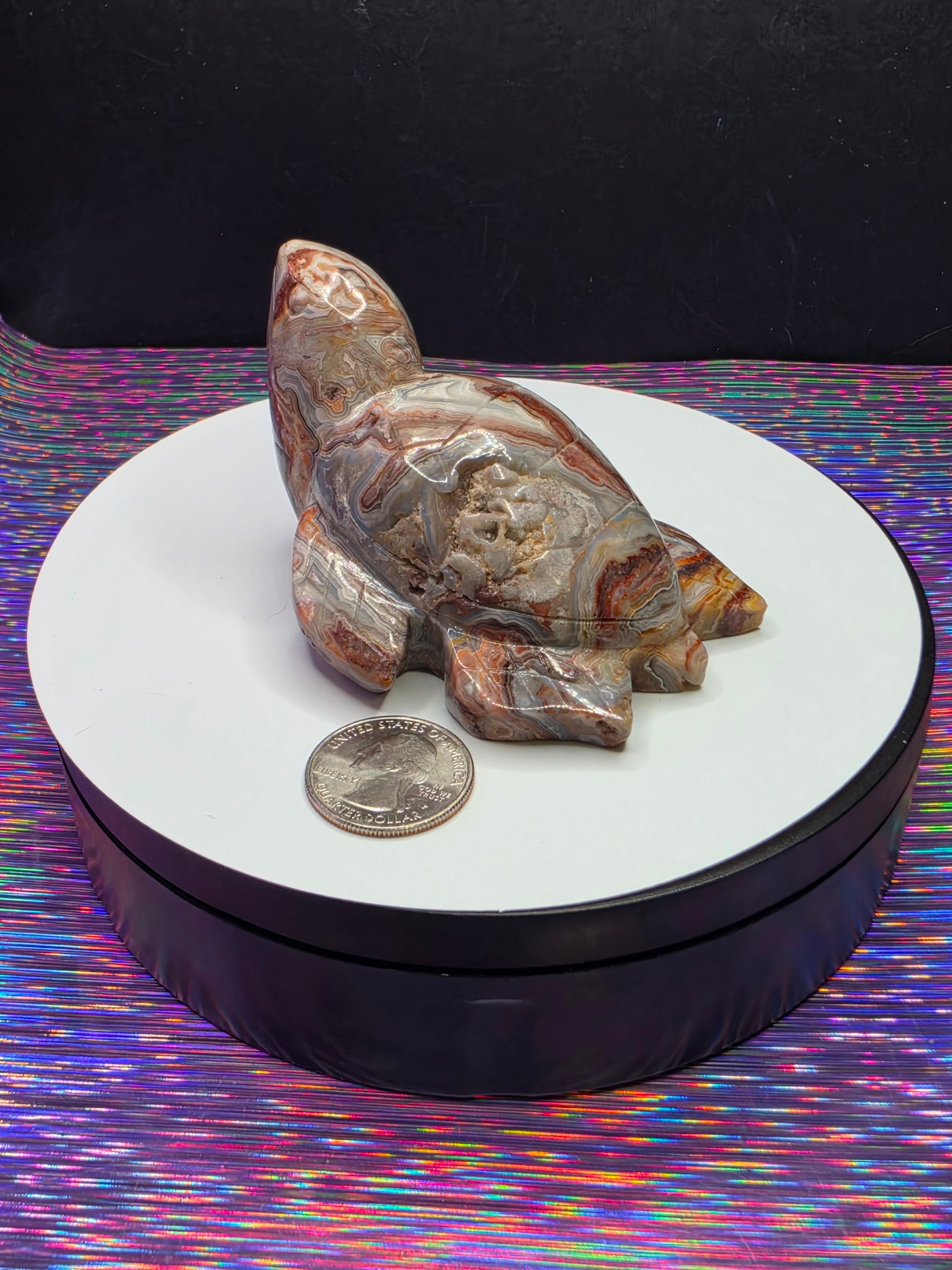Crazy Lace Agate Turtle A