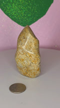 Turritella Jasper Flame A