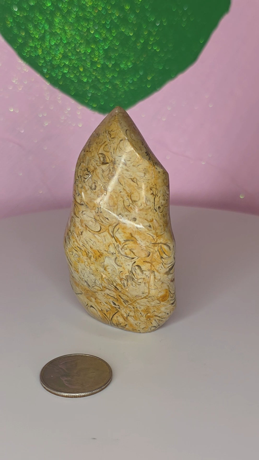 Turritella Jasper Flame A