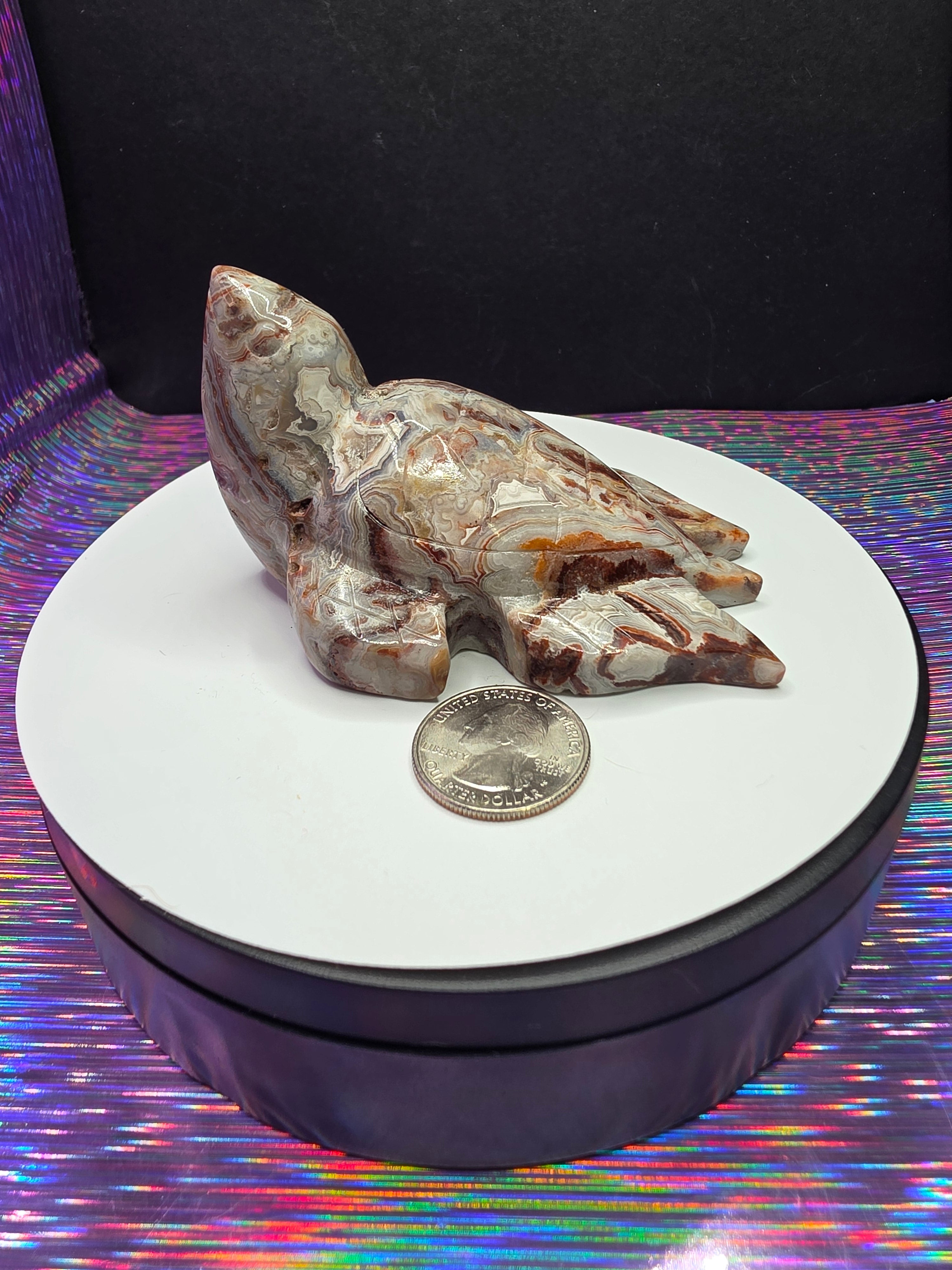 Crazy Lace Agate Turtle B