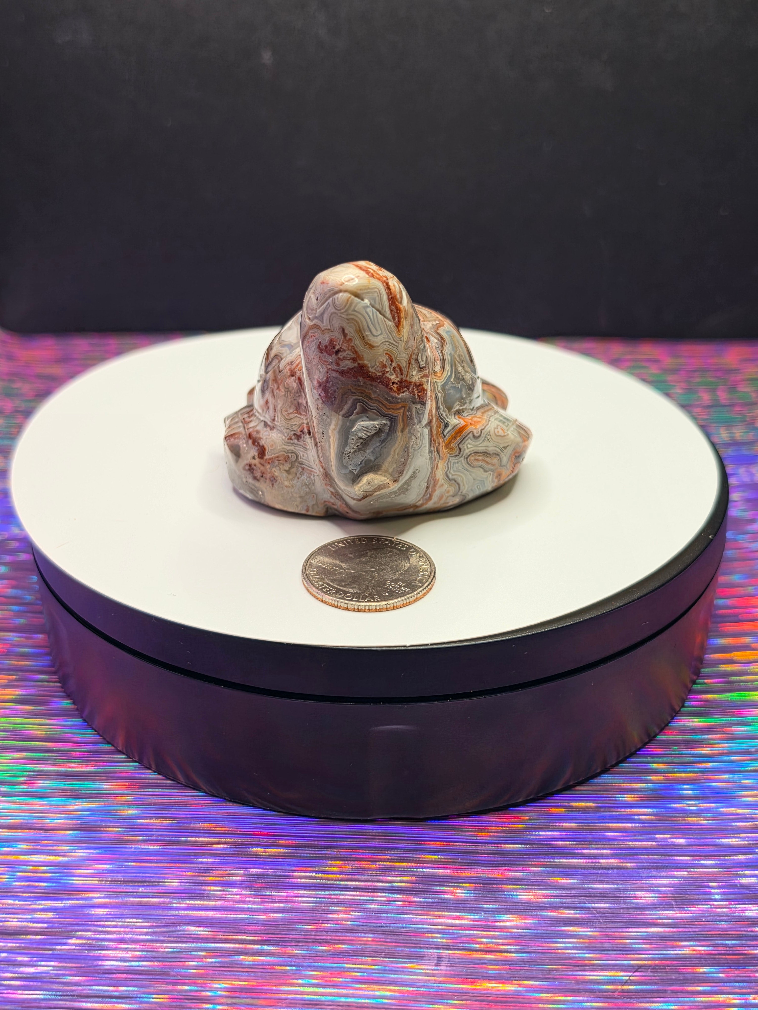 Crazy Lace Agate Turtle A