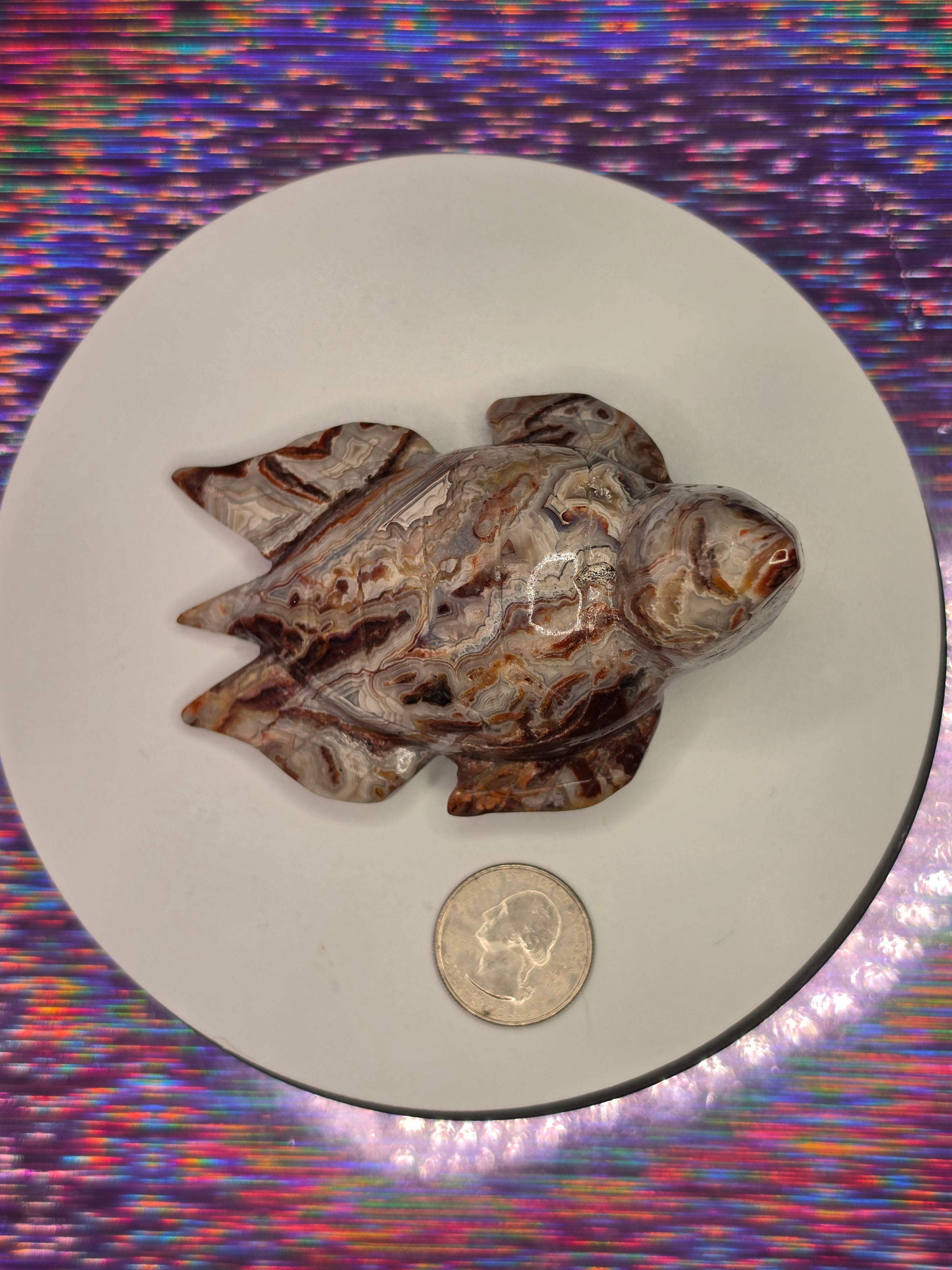 Crazy Lace Agate Turtle B